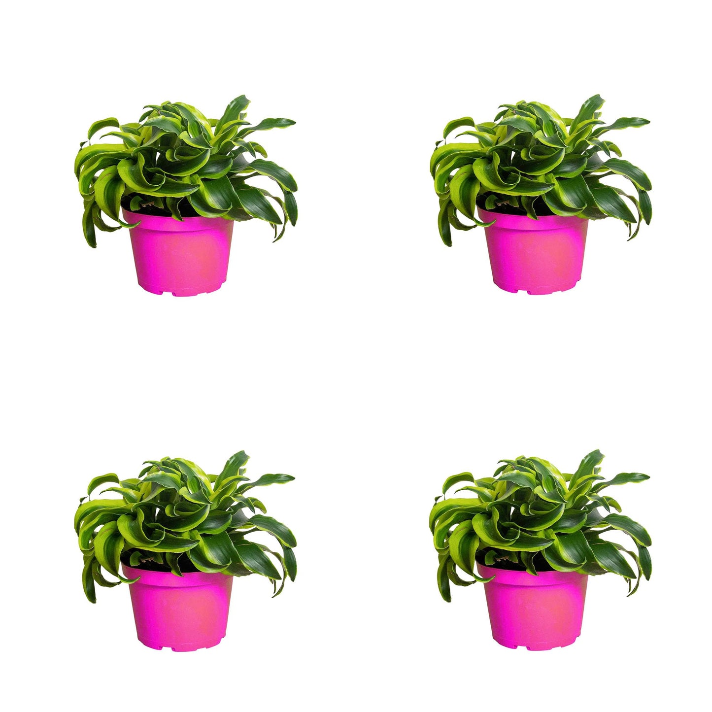 4 Pack Dracaena 'Tornado' in 6in Pot - Live Plants Tropical Houseplants | Variegated | USA Growers | The Snobby Leaf