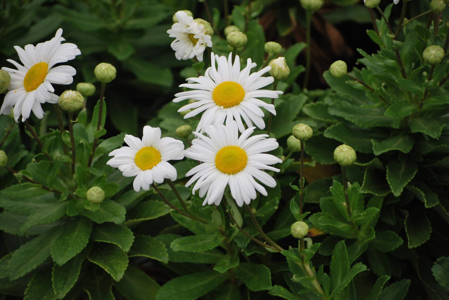 Perennial Farm Marketplace Chrysanthemum nipponicum (Nippon Daisy) Perennial, Size-#1 Container, Big White Flowers