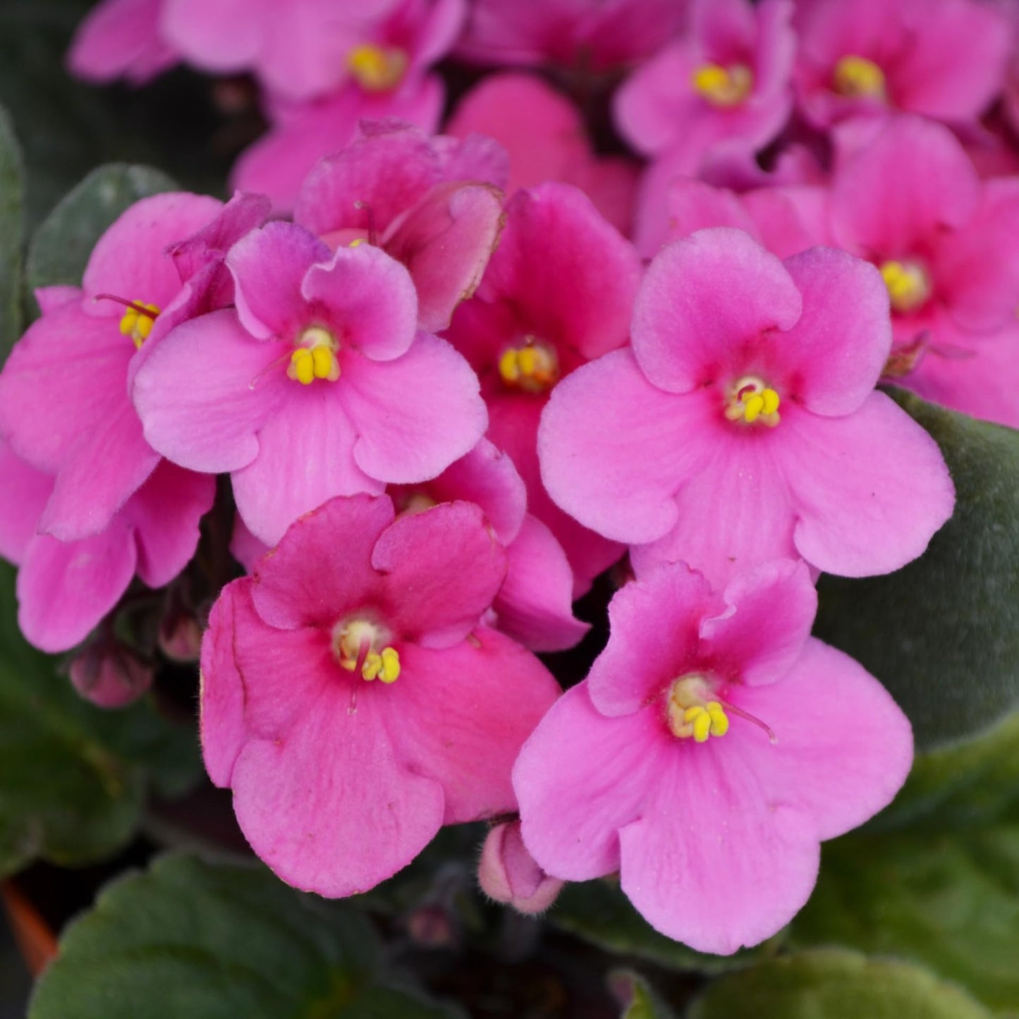 African Violets Live Plant in 4 Inch Pot, Pink Blooms, Perennial Flower Houseplant African Violet Plant for Indoors Outdoor Garden