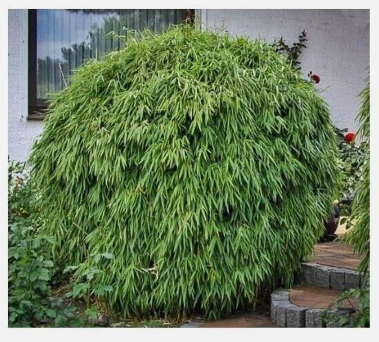 Live Plant - fargesia dracocephala-Rooted Plant-Non Invasive-Cold Hardy-18-24”