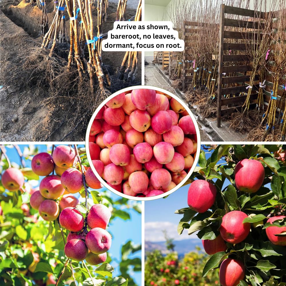 Pink Apple Tree Live Plant, Sweet Apple Plant Live for Planting, 2-3 Feet Height, Bareroot, Live Apple Tree Plant, Sweet Apple Fruit Tree