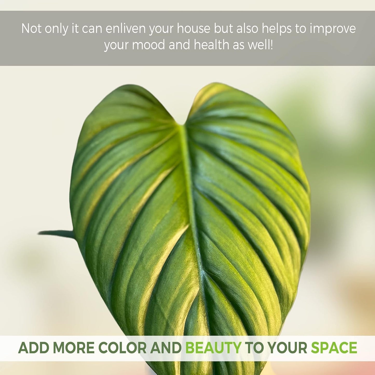 LEAL PLANTS ECUADOR Anthurium Pallidiflorum,Syngonium Pink Schott, Philodendron SP Colombia (Pack of 3) Live Plants Perfect for Indoor & Outdoor