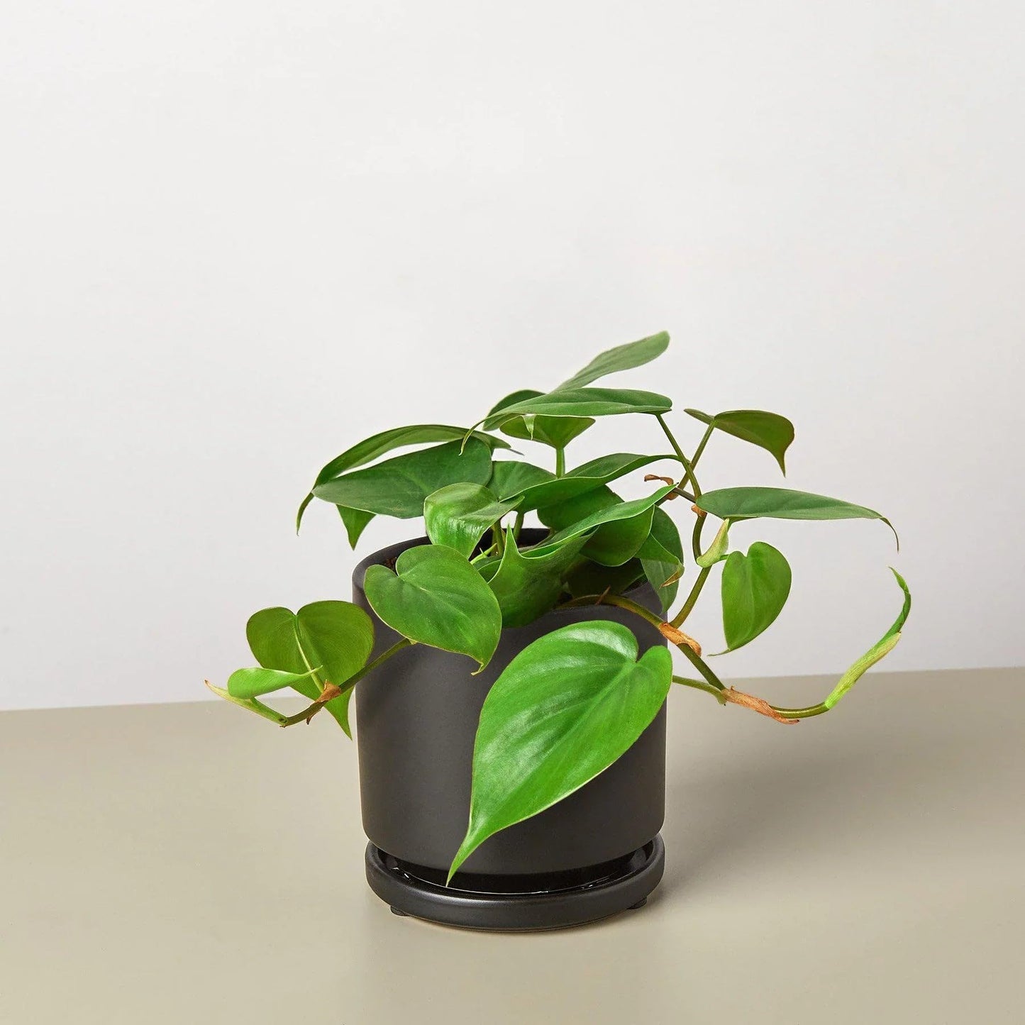 Philodendron Cordatum Heartleaf | Live Plant for Indoor & Outdoor | for Living Room, Office, Bathroom | (3" Pot)