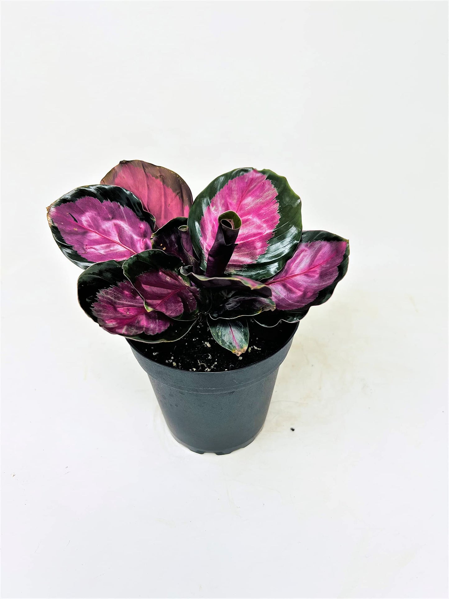 JM BAMBOO Calathea Roseopicta Rosy 4inch Growing Pot -by JMBamboo