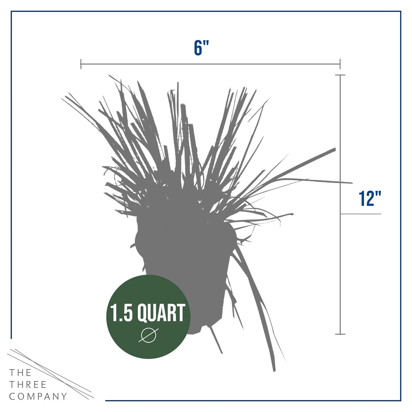 Live Ornamental Pampas Grass (Cortaderia selloana) - White - Perennial Accent Plant - 10" Tall by 5" Wide in 1.5 Qt Pot