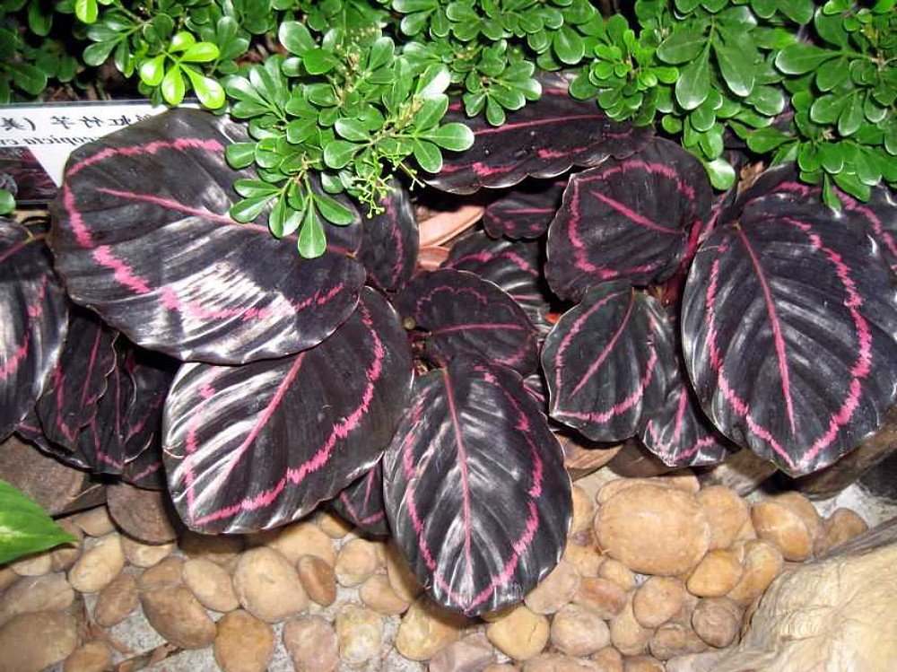 Dottie Rose Painted Prayer Plant - Calathea roseopicta 'Dottie' - Easy - 4" Pot