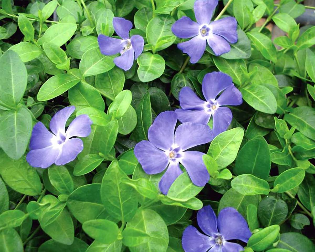 Bowles Myrtle - Vinca Minor - Hardy Groundcover - 48 Plants - 1 3/4" Pots