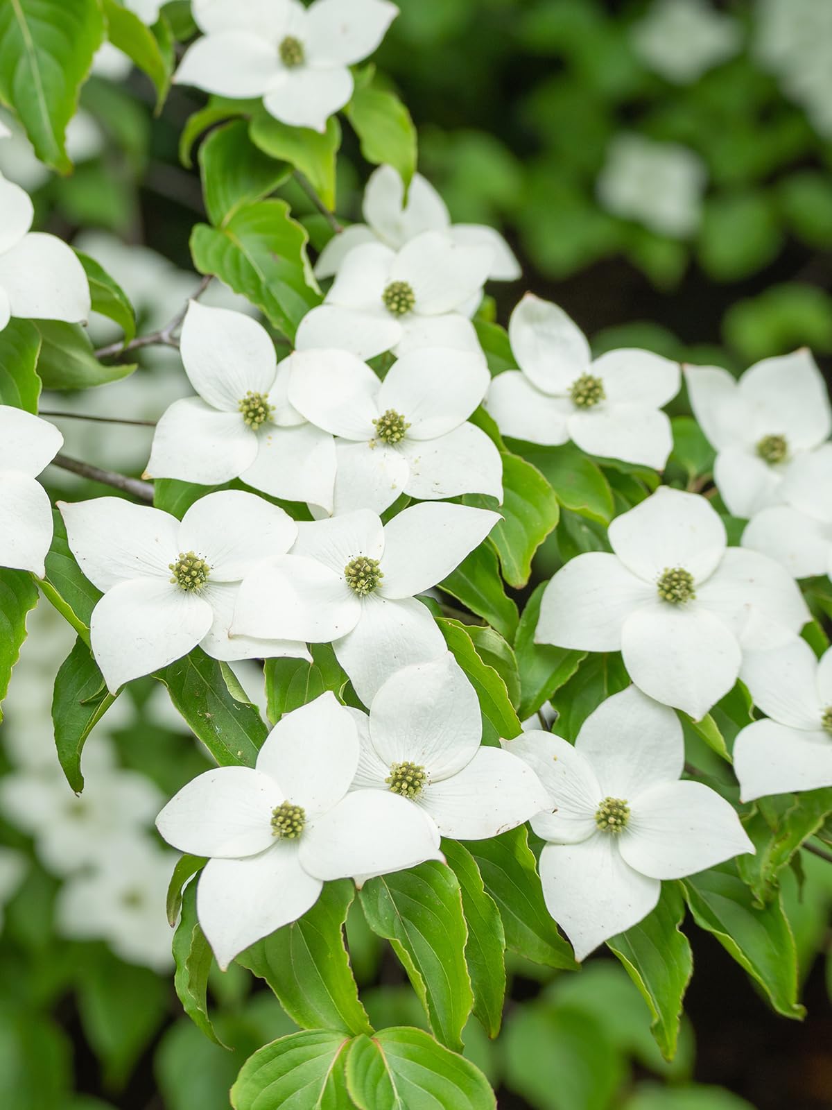 Aurora White Kousa Dogwood Tree, Stunning Bloom Beauty, Year-Round Appeal, 2-3 ft Tree Height, 3 Gallon Nursery Pot (Due to Agricultural Laws, we Cannot Ship to CA, AZ, AK, or HI)