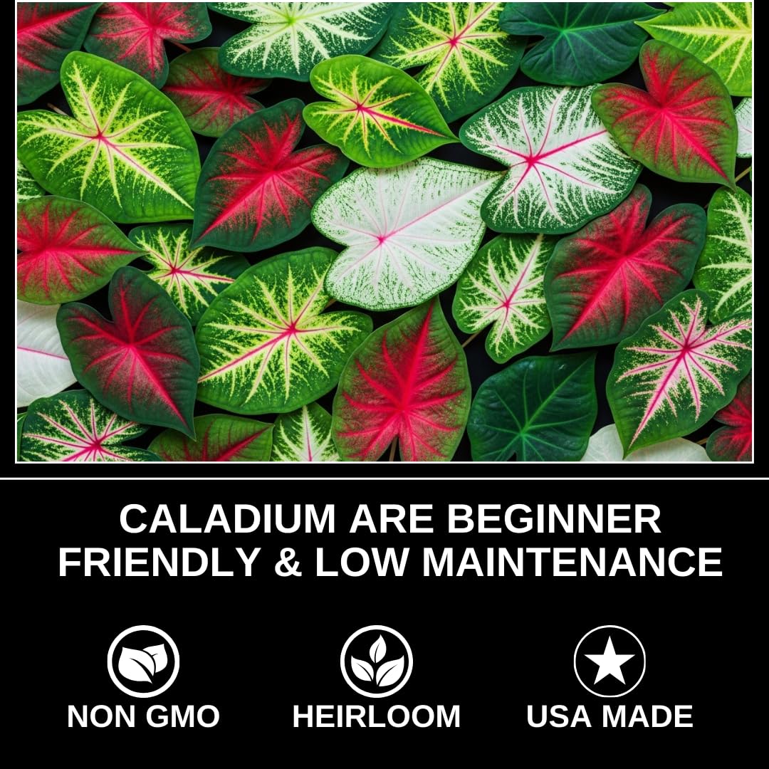 2 Wine Splashed Caladium Bulbs for Planting - Beautiful Spotted Leafs Stand Out - Perennial Hosta, Elephant Ears, Fancy (2 Bulbs)