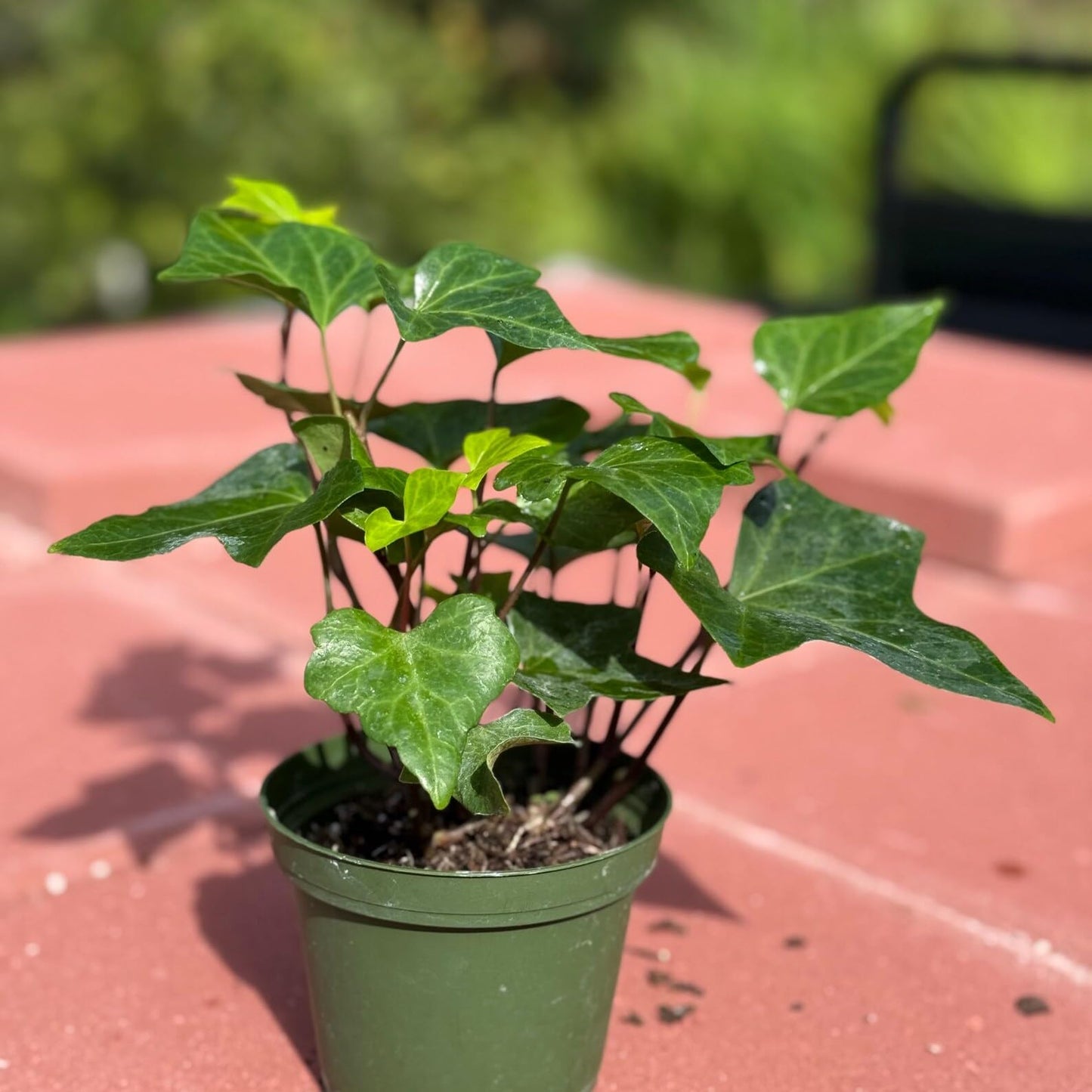 Neon Algerian Ivy Live Plant | Hedera Algeriensis Tropical Trailing | House Plants Cuttings | Houseplants Indoor Outdoor Gift Garden | Full (Heat Pack Included)