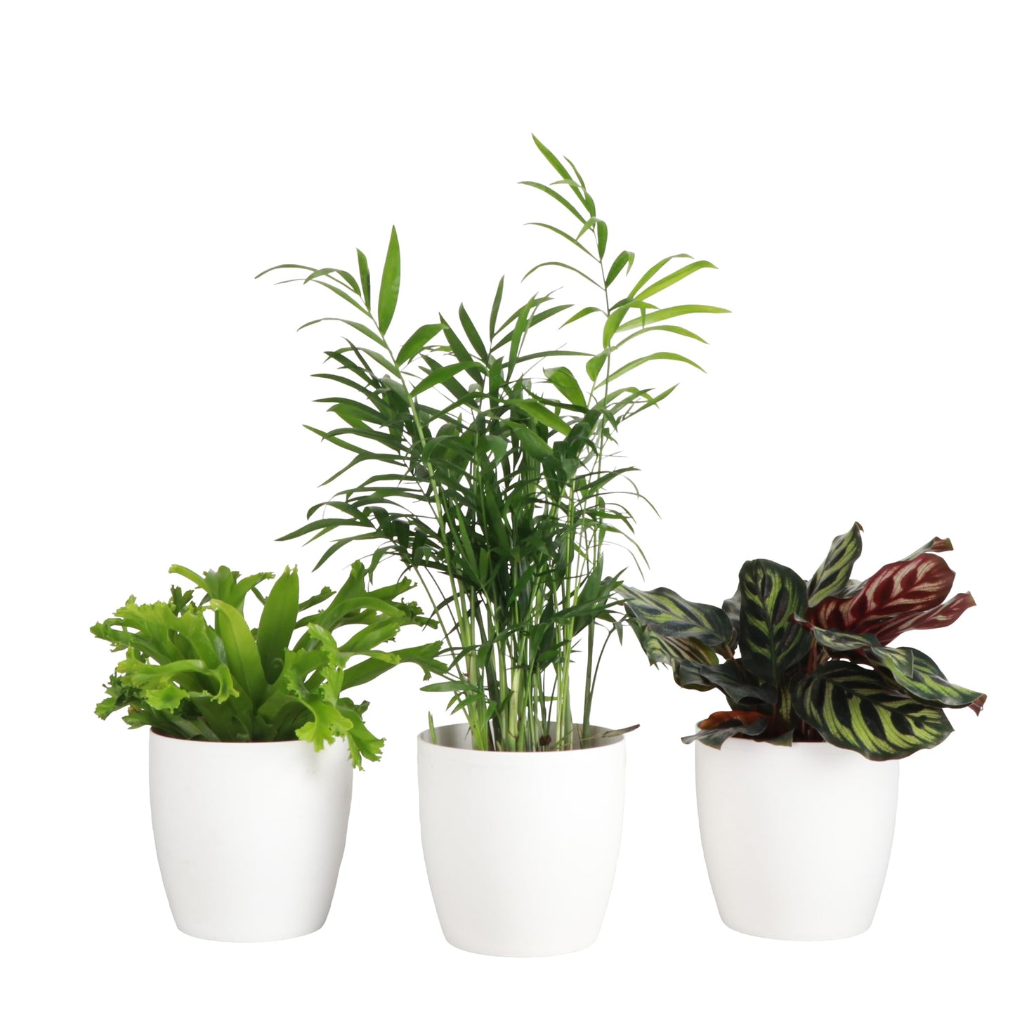 Thorsen's Greenhouse Live Pet Friendly Indoor Houseplants, Live Plants, Safe for Pets, 4" Diameter Pot, 3-Pack (White)