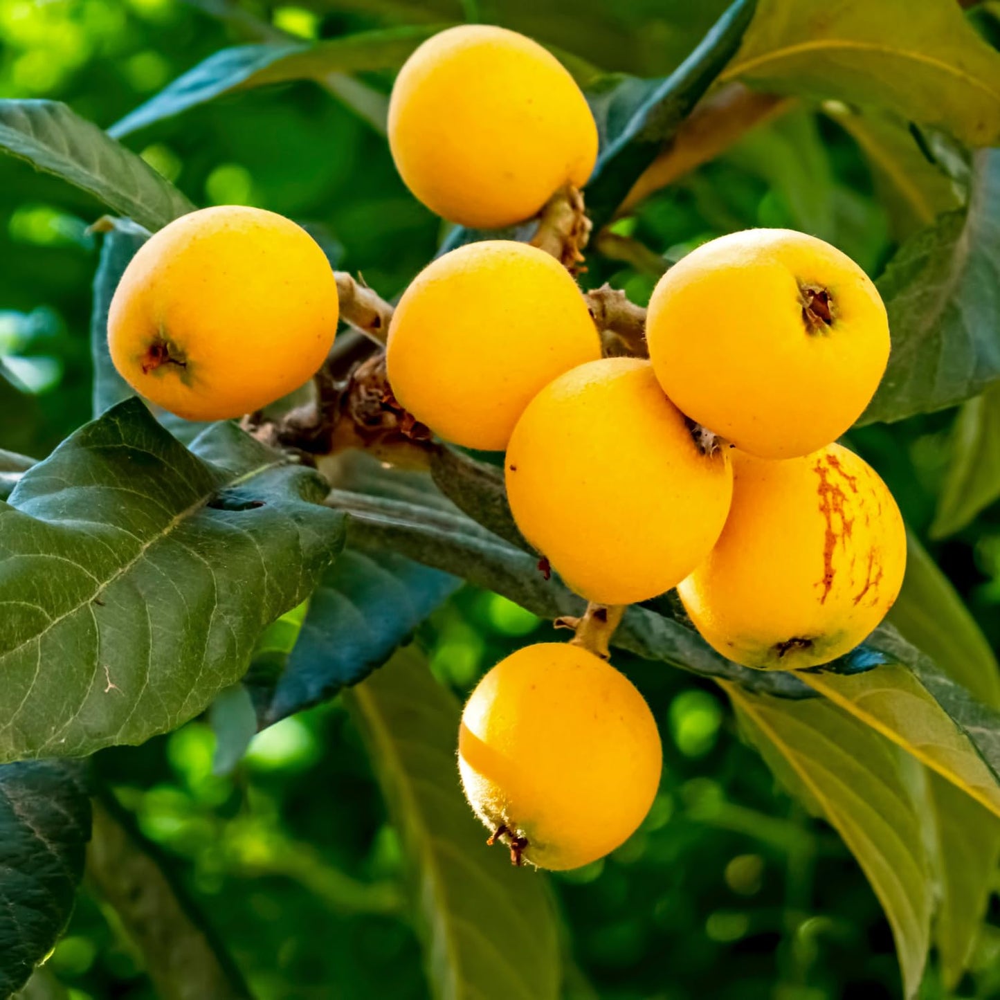 Loquat Tree, 10-14" Tall, Half-Gallon Pot, Loquat Trees Live Plants for Home Garden Planting, Well-Rooted Fruit Tree Plant