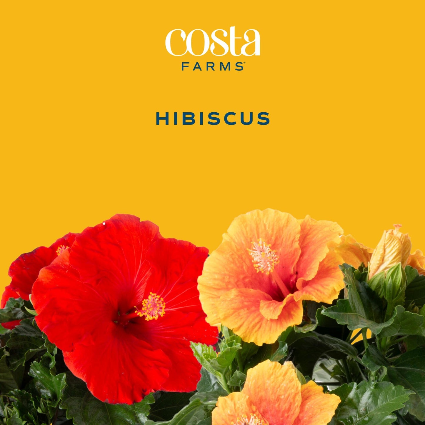 Costa Farms Live Hibiscus Plant - Red Tropical Outdoor Flowering Plant, 1 Gallon Grower Pot, 16-Inches Tall - Real Summer Flowers for Patio, Deck & Garden Decor - Hummingbird & Butterfly Attractor