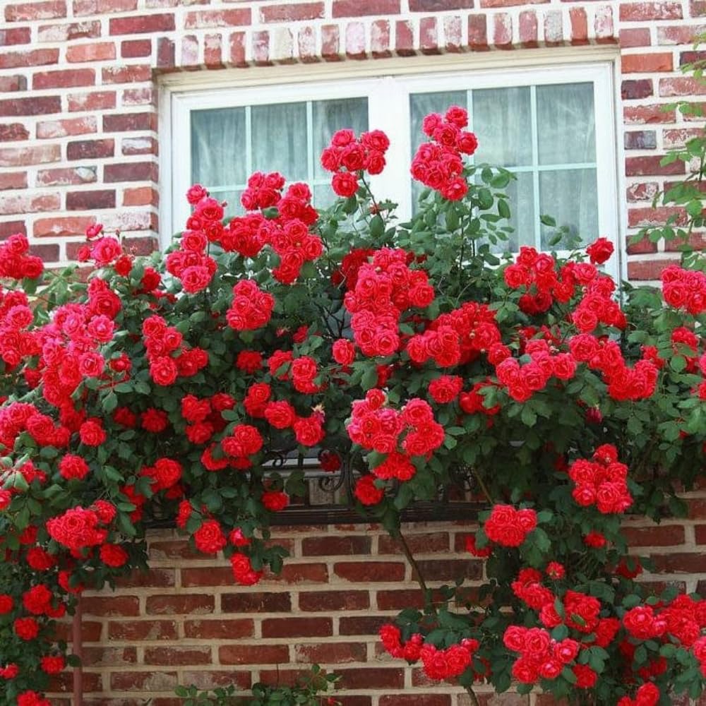 Rose Plant Live in Pot for Planting, Fragrant Roses Flowers, Summer Blooming Ornamental Garden Shrub (Red Climbing Rose)