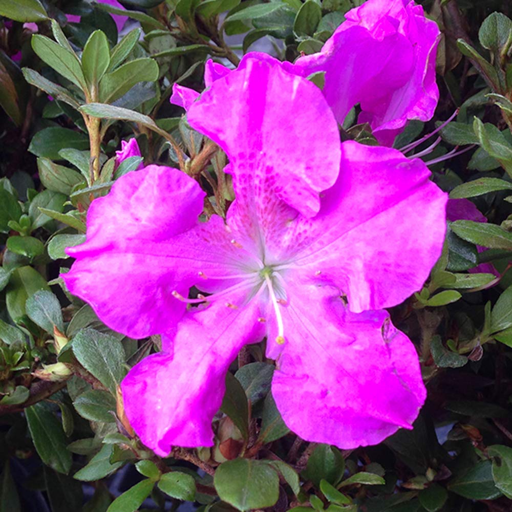 PERFECT PLANTS Formosa Azalea Live Plant, 3 Gallon, Includes Care Guide
