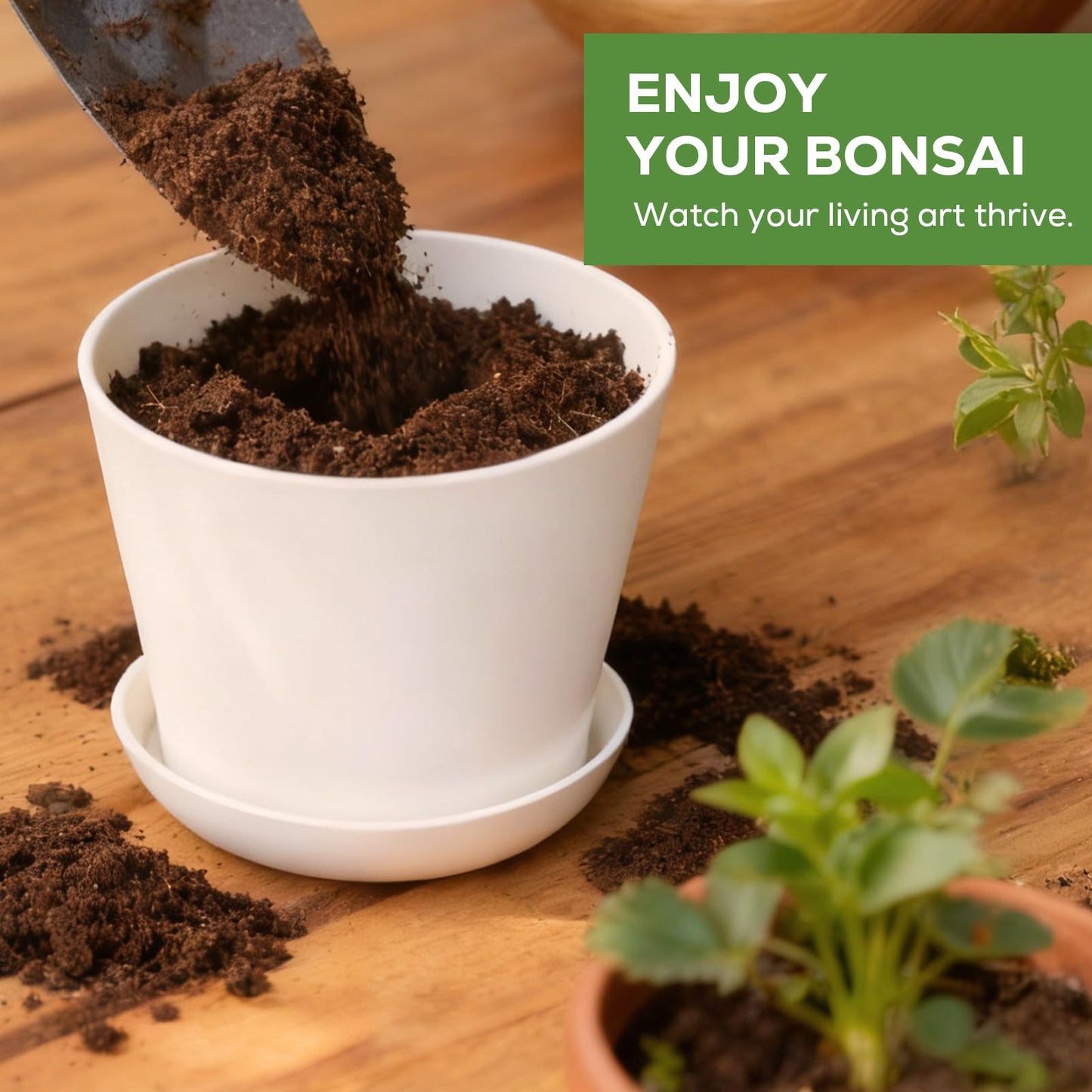 Jacaranda Bonsai Starter Kit – Complete DIY Indoor Growing Kit with Tools, Planter & Guide | Unique Gardening Gifts for Beginners, Women, Men, Mom & Dad | Live Plant Craft Hobby Set