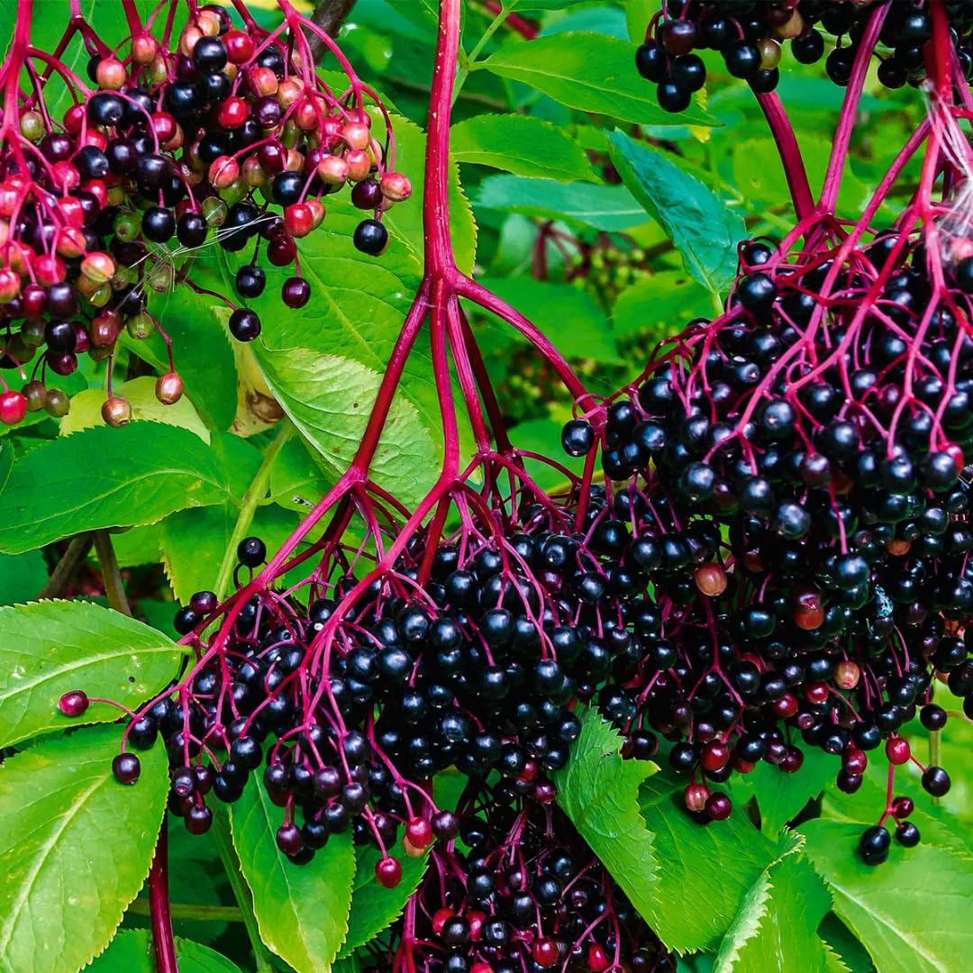 Hardy Black American Elderberry Bushs Live Plants, 1-2 Feet Sweet Elderberry Plants Fruit Trees for Outdoor Planting