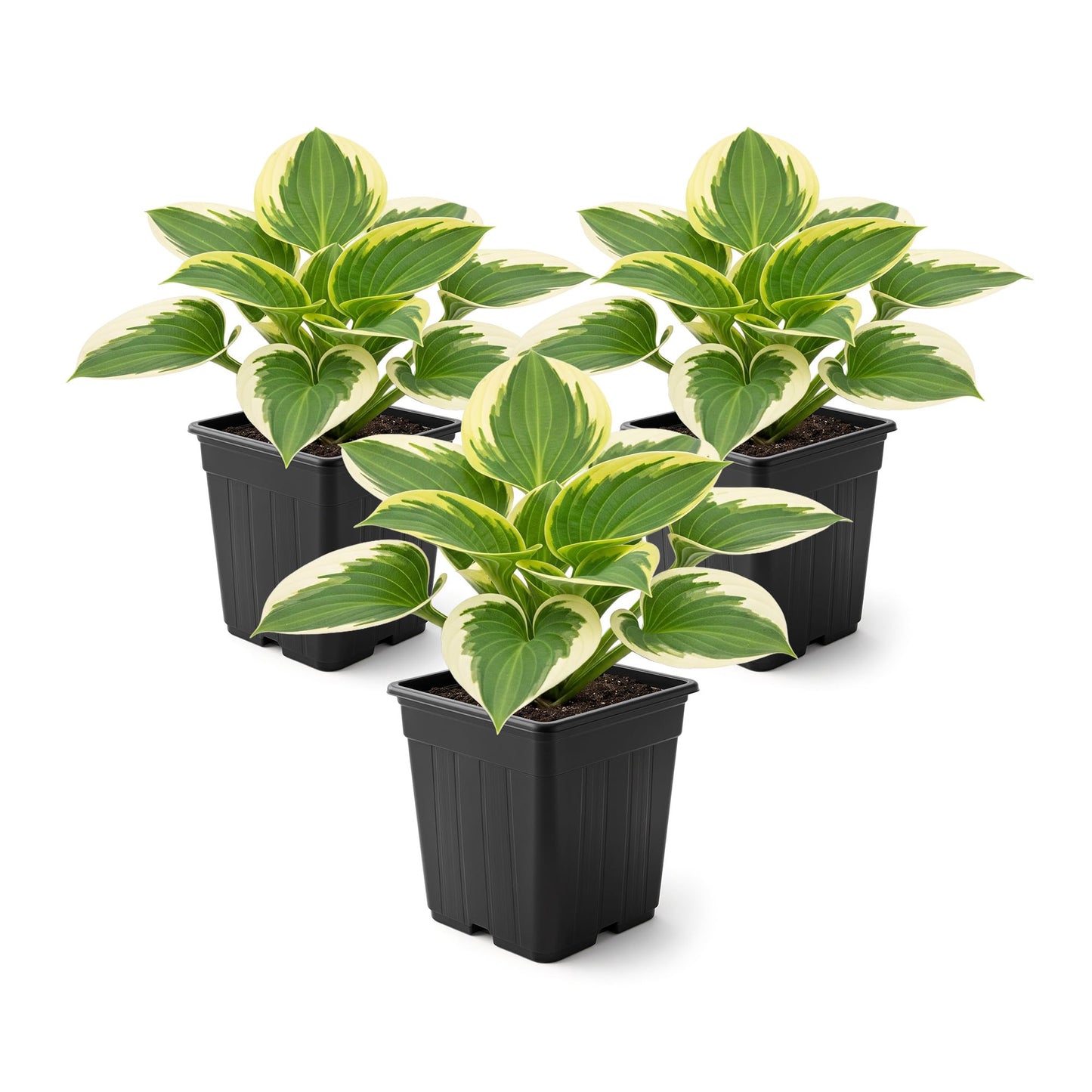 Live Perennial Hosta - Bedazzled (3 Plants Per Pack) Beautiful Accent Plant, 10" Tall by 4" Wide in 1 Qt Pot