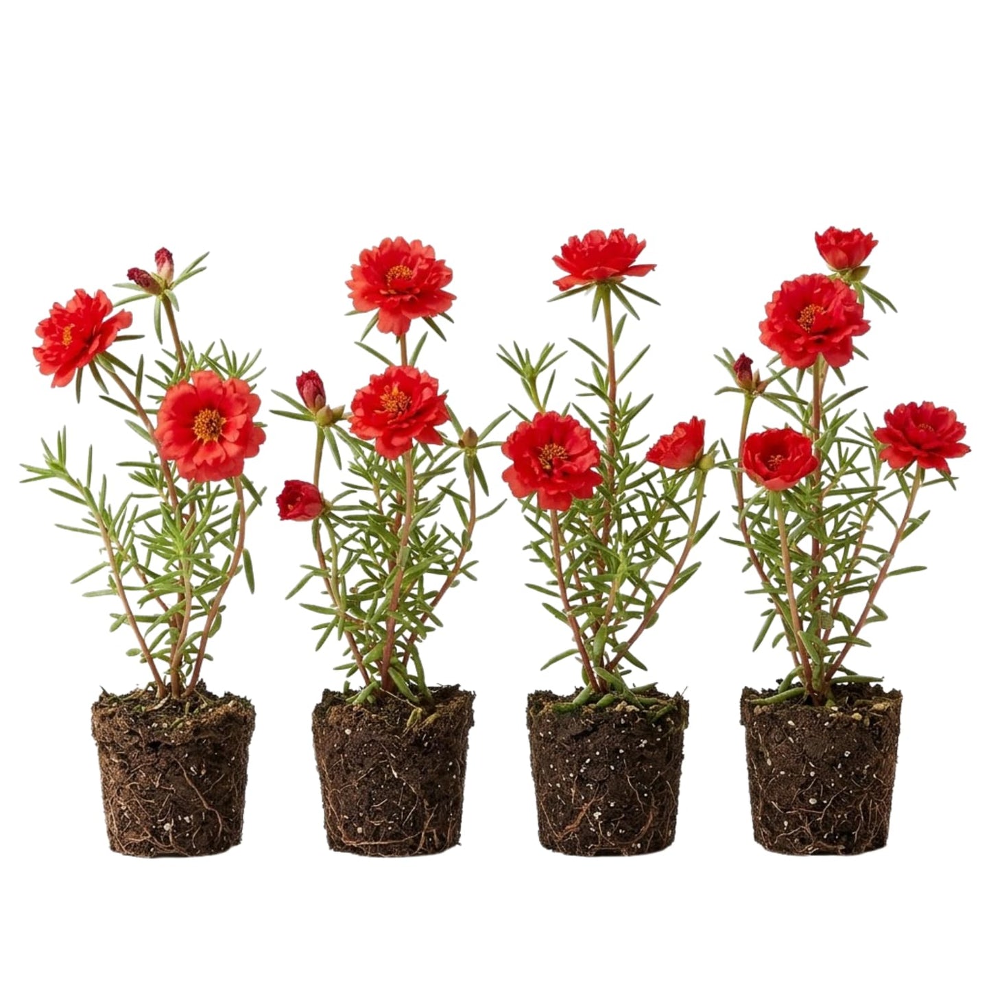 4 Portulaca Plants Live, Moss Rose Flower Plant for Outdoor Garden, Ground Cover Plant for Patio Containers, Borders or Landscape 4-7 Inches (Red)