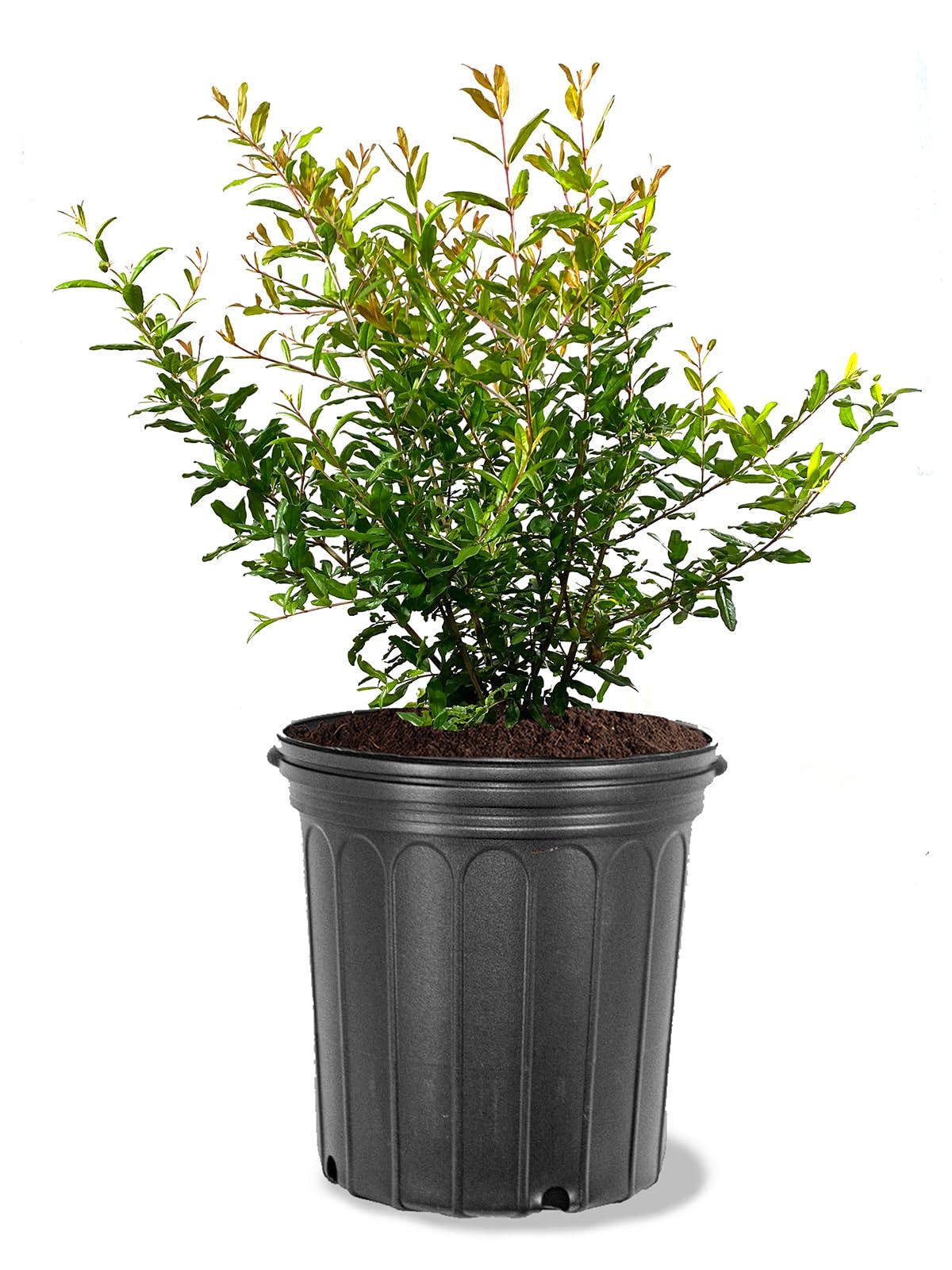 Salavatski Pomegranate Tree, Fruit Bearing, Hardy, 5 gal Nursery Pot, 2-3 ft Tree Height (Due to Agricultural Laws, we Cannot Ship to CA, AZ, AK, or HI)