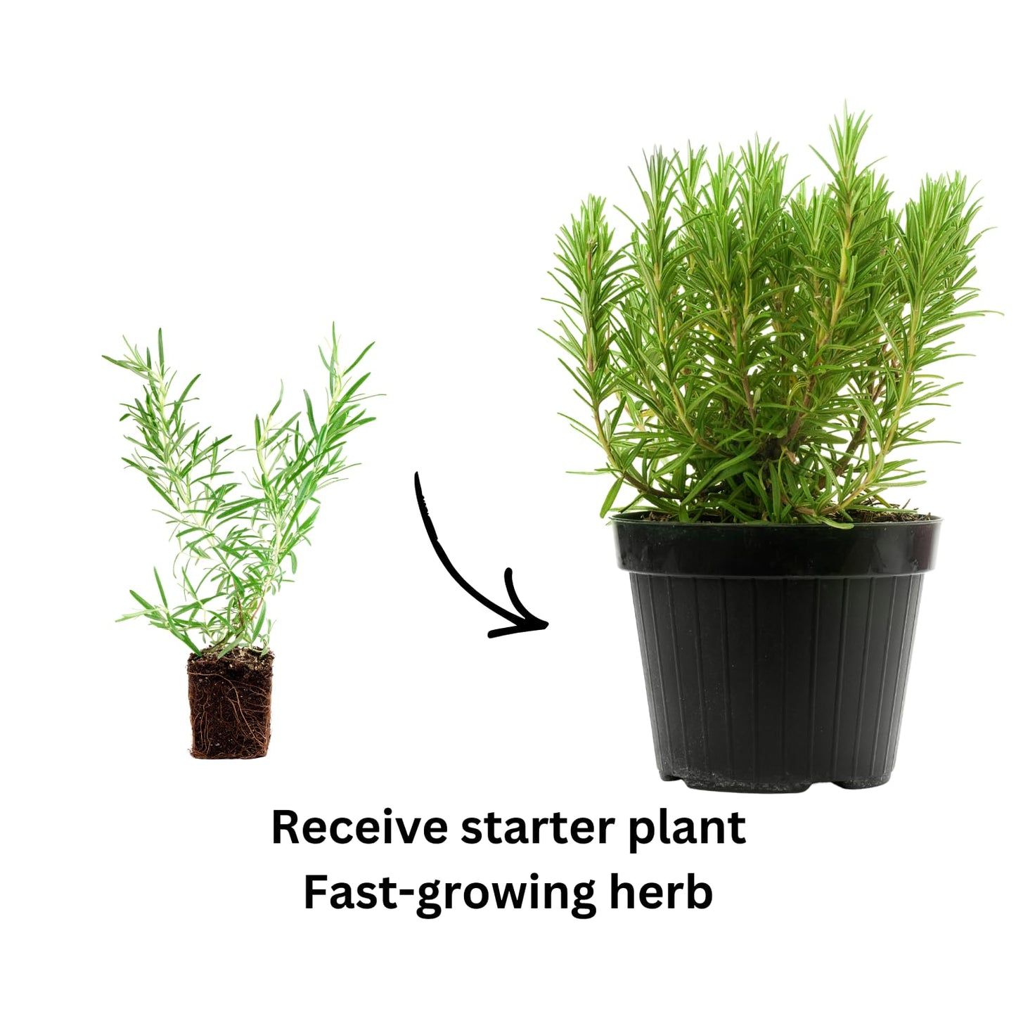 Live Rosemary Plants in 4'' Pot, Fragrant Upright Rosemary Starter 4-8 Inches, Hardy Outdoor Plant for Garden, Patio and Containers