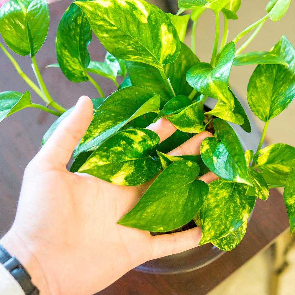 Perfect Plants Golden Pothos in 6 in. Grower's Pot | Epipremnum aureum Devil's Ivy | Easy Care Houseplant | Perfect for Low to Moderate Light Conditions | Air Purifying