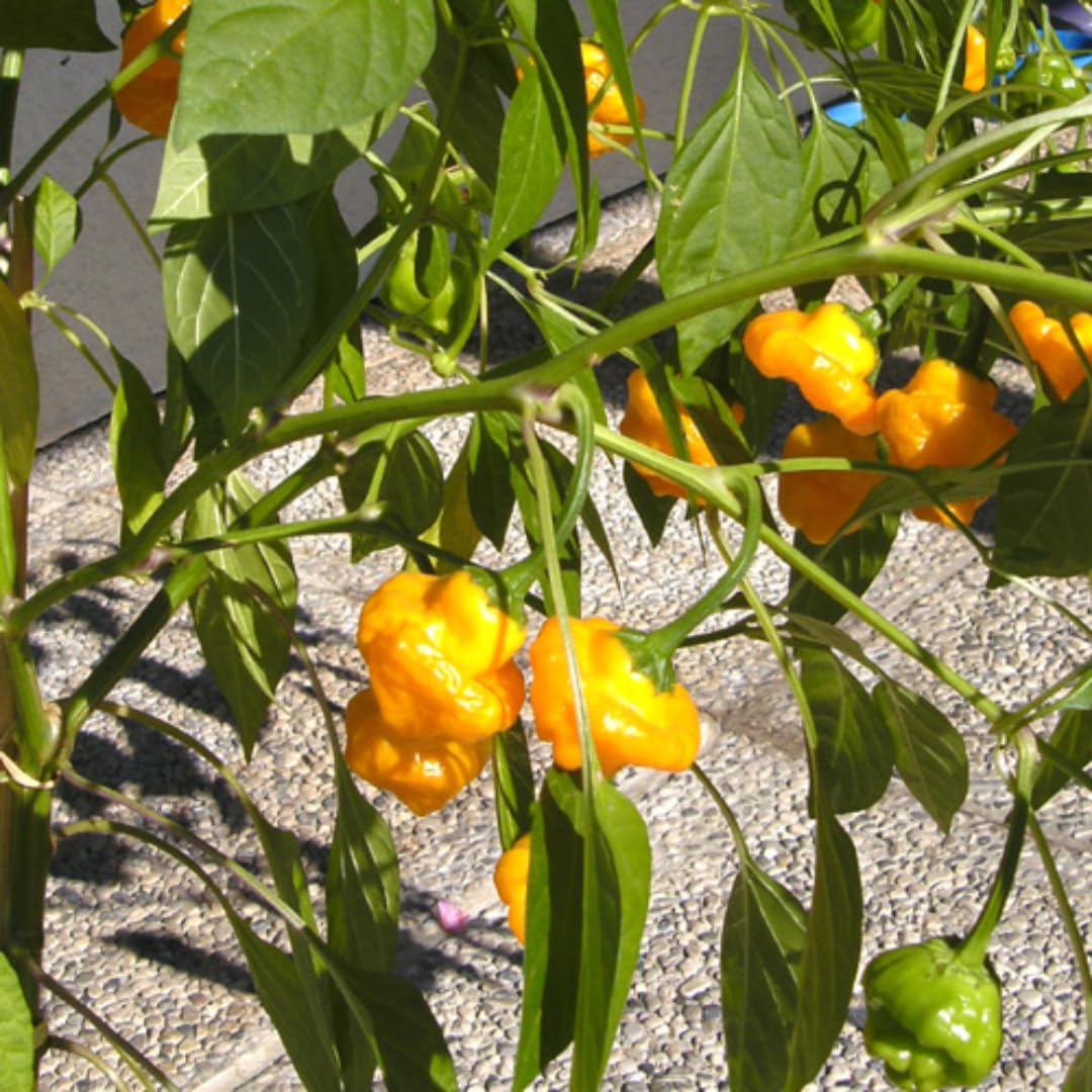 Live Yellow Scotch Bonnet Pepper Plant in 4 Inch Pot, 4–7 Inch Tall Seedling, Jamaican Hot Pepper Plant for Garden or Container Growing