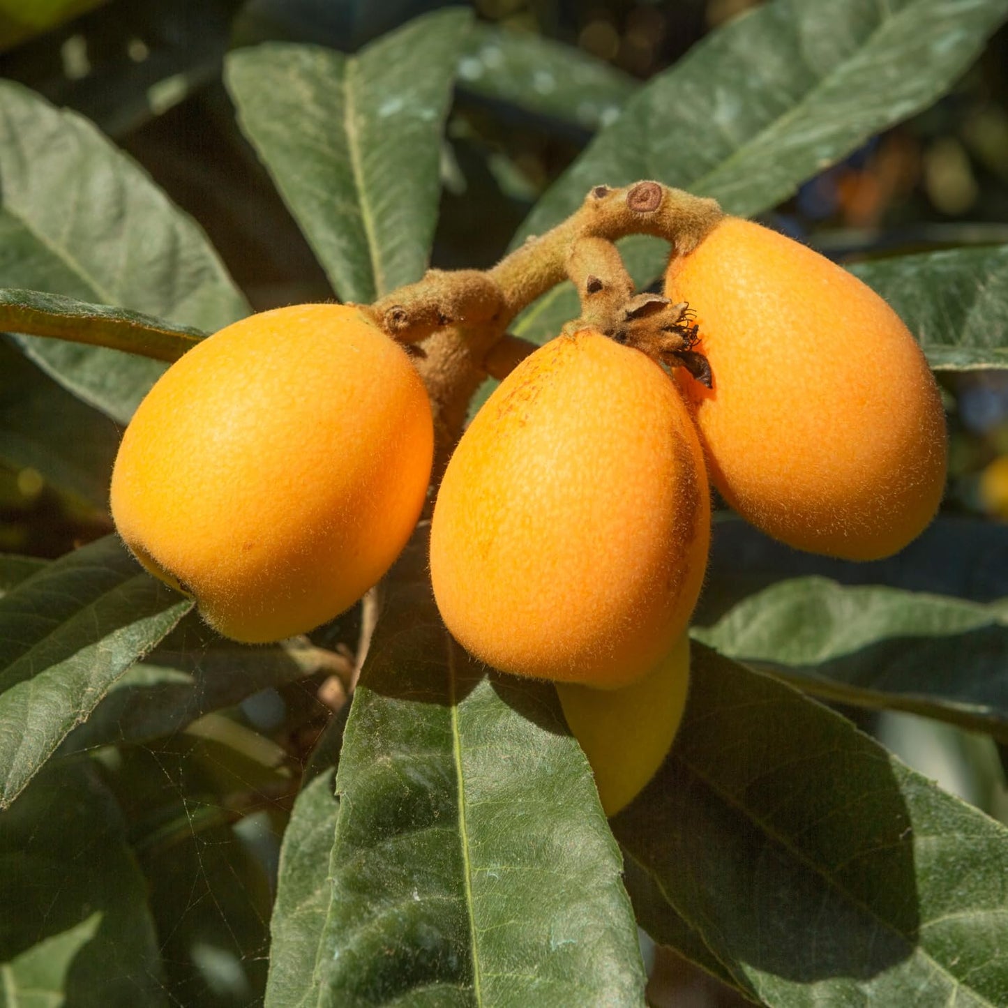 Loquat Seedling Live Plant, Golden Loquat Fruit Tree, 2 Feet Tall in 3 Gal, Ideal for Garden Planting, No Ship to CA