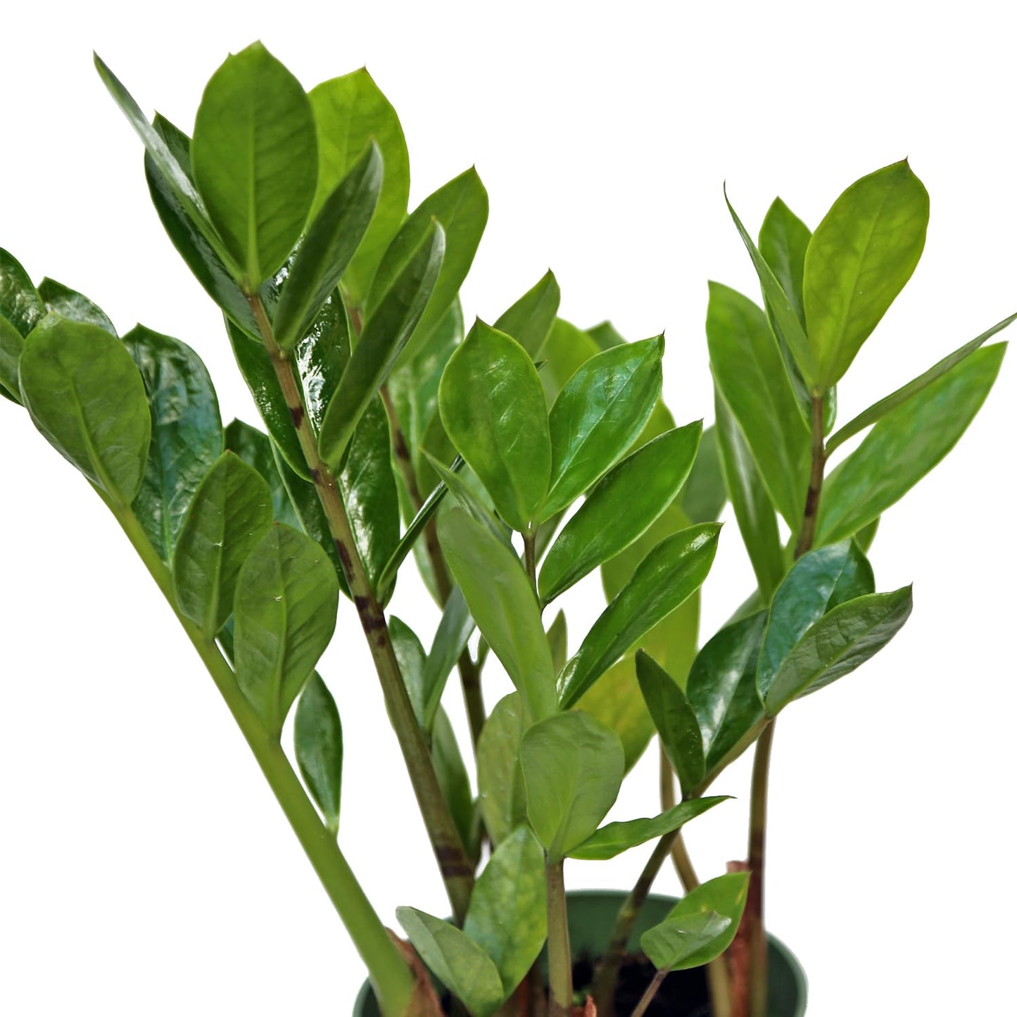 Live Zamioculcas Zamiifolia, ZZ Plant, Christmas Gift Houseplant, Birthday Good Luck Tree Gift, Plant Lover Gift, Indoor Potted Plant, Evergreen Plant Gift in 4" Pot