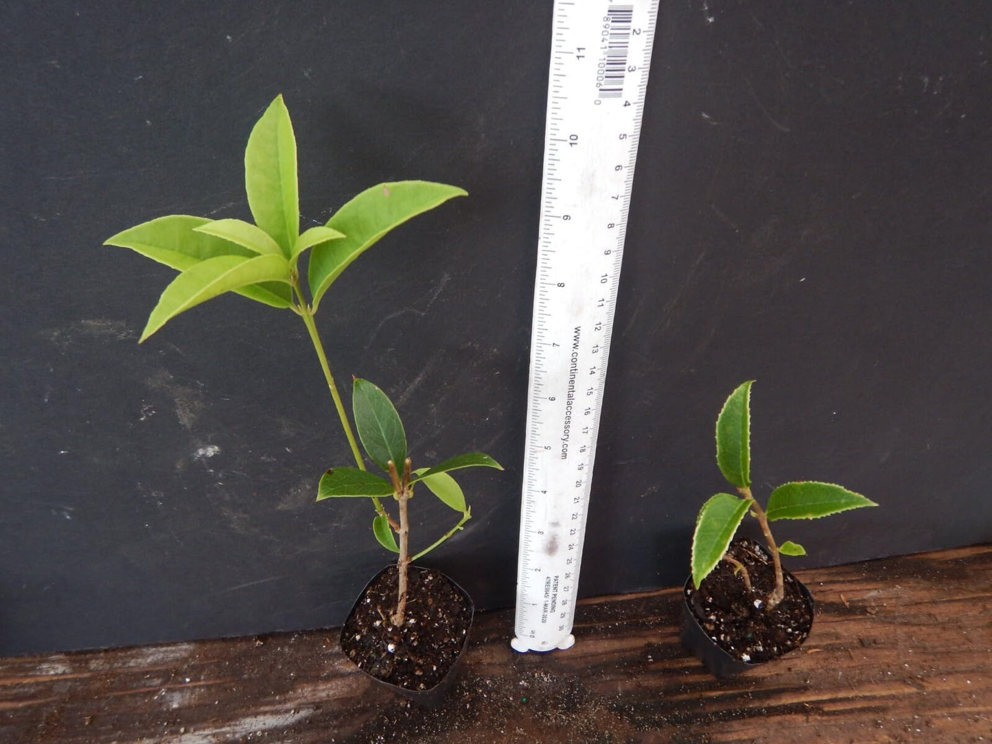 Live Plant - Apricot Echo Fragrant Tea Sweet Olive Osmanthus fragrans Rooted Starter Plant