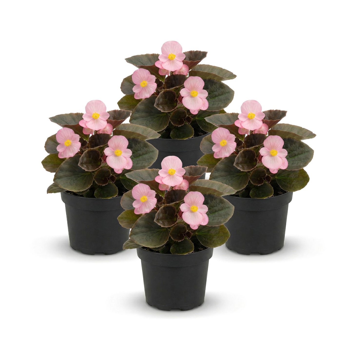 Live Begonia - Dark Leaf Cocktail Pink (4 Per Pack), Beautiful Shade Annual, Ships 8" Tall by 4" Wide in 1 Pt Pot