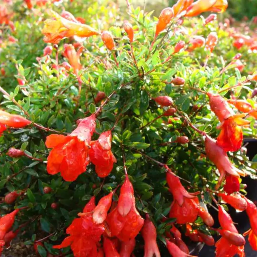 Sweet Pomegranate Tree Live Plant, 4" Potted Cold Hardy, Seedlings Pomegranate Tropical Flavor Fruit for Spring Planting