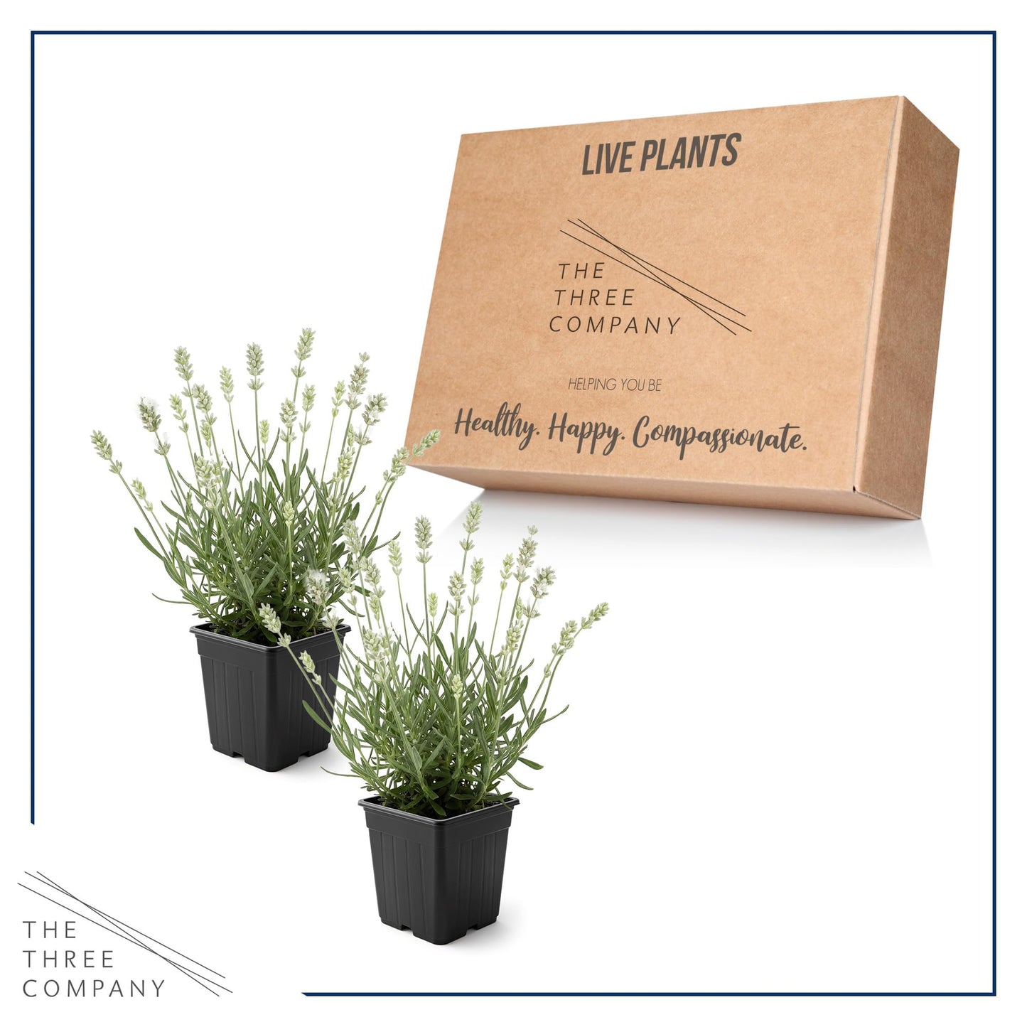 Live Lavender 2-Pack – White – Fragrant Sun Perennial Herb, Pollinator Friendly, 10” Tall, 1 Qt Pot