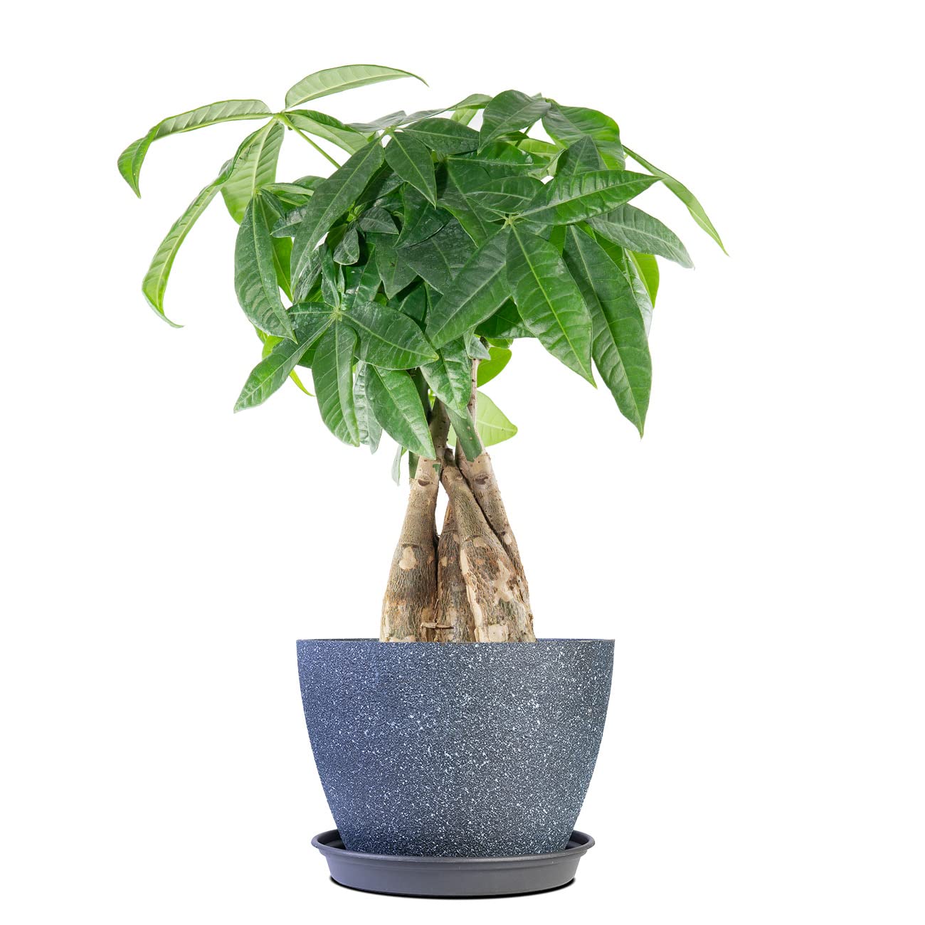 Perfect Plants Braided Money Tree 5in. in Midnight Blue Décor Pot | | Pachira Aquatica | 15in Tall | Easy Care Houseplant | Perfect for Low Light Conditions | Air Purifying
