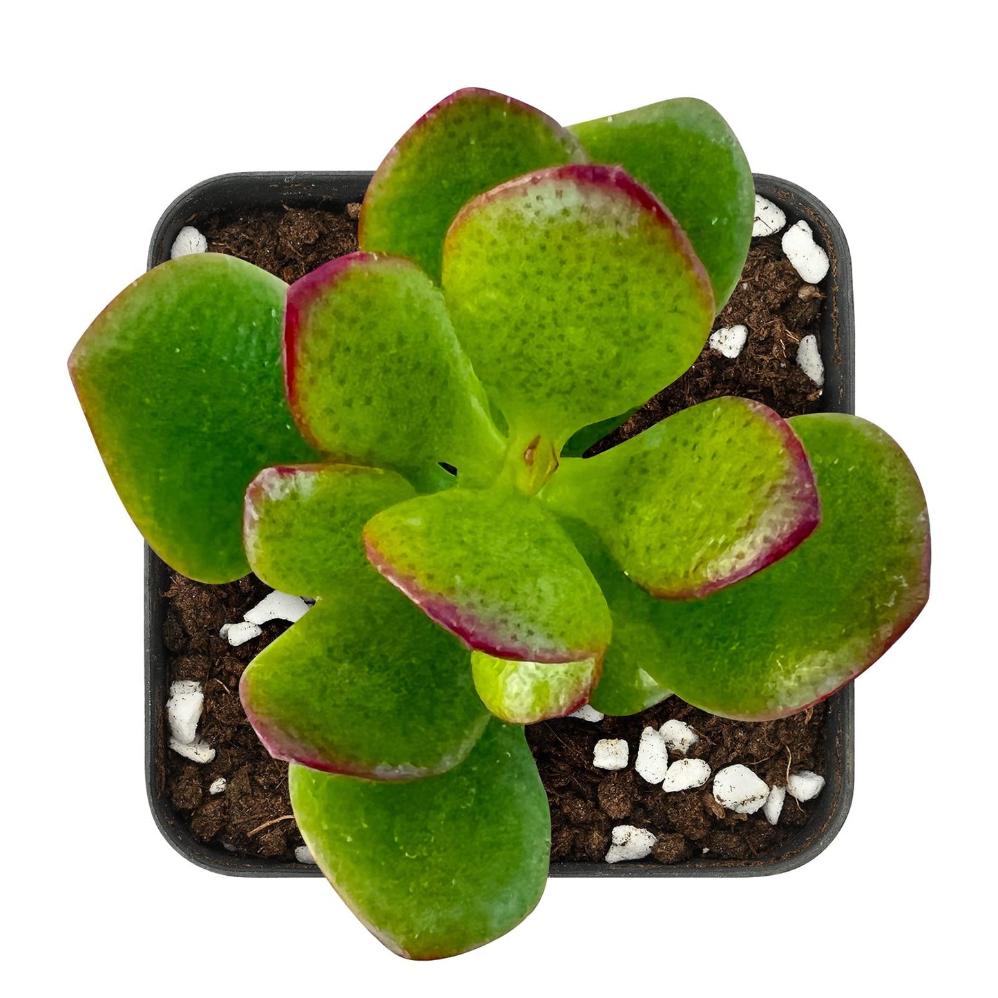 Sprout N Green Jade Succulent Collection, 4 Live Succulent Plant Fully Rooted in 2inch Starter Pot, Home Office Indoor Outdoor Wedding Decoration DIY Projects Party Favor
