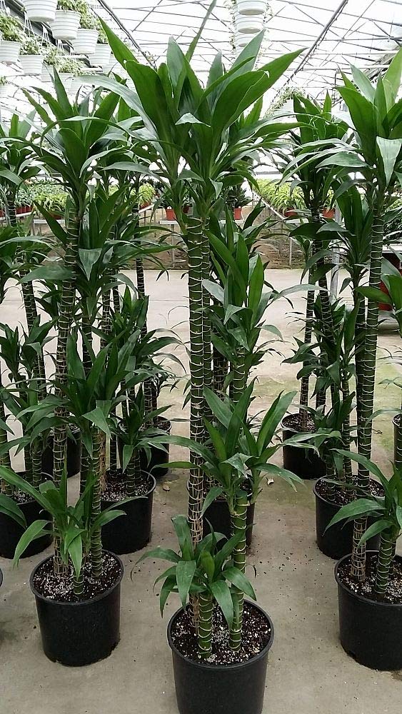 Dracaena Lisa Elegance Cane - Live Plant in a 10 Inch Pot - Dracaena Deremensis - Beautiful Easy Care Air Purifying Indoor Houseplant