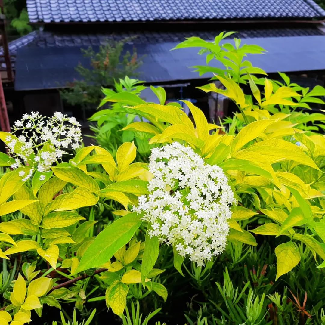 2 Black Elderberry Plants Live for Planting, 1 Year Old Well-Rooted Tree, Dormant, Cold Hardy, Elderberry Bushes, 6-12 Inches in Tall