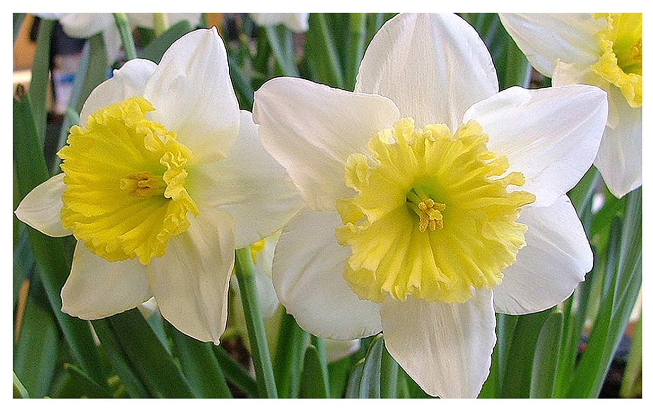 10 Ice Follies Narcissus Bulbs - Top Size Daffodil Bulbs