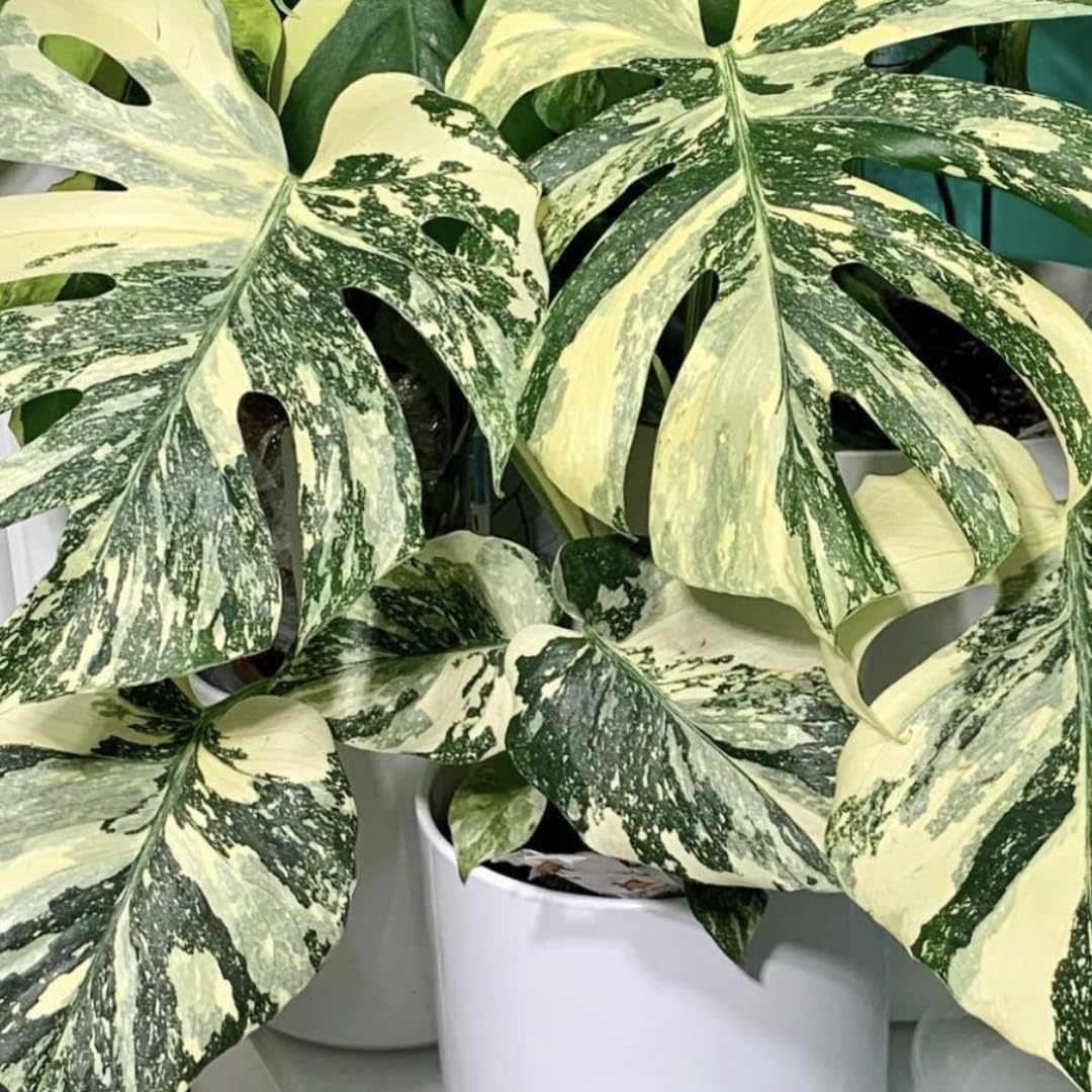 2 Thai Constellation Monstera Plant, Red Philodendron | 2 Collection Rare Houseplants| Size 4-6 Inc | Variegated Leaves Philodendron Plant | Unique Gift for Mom, Friend, Women, Her, Birthday Gifts