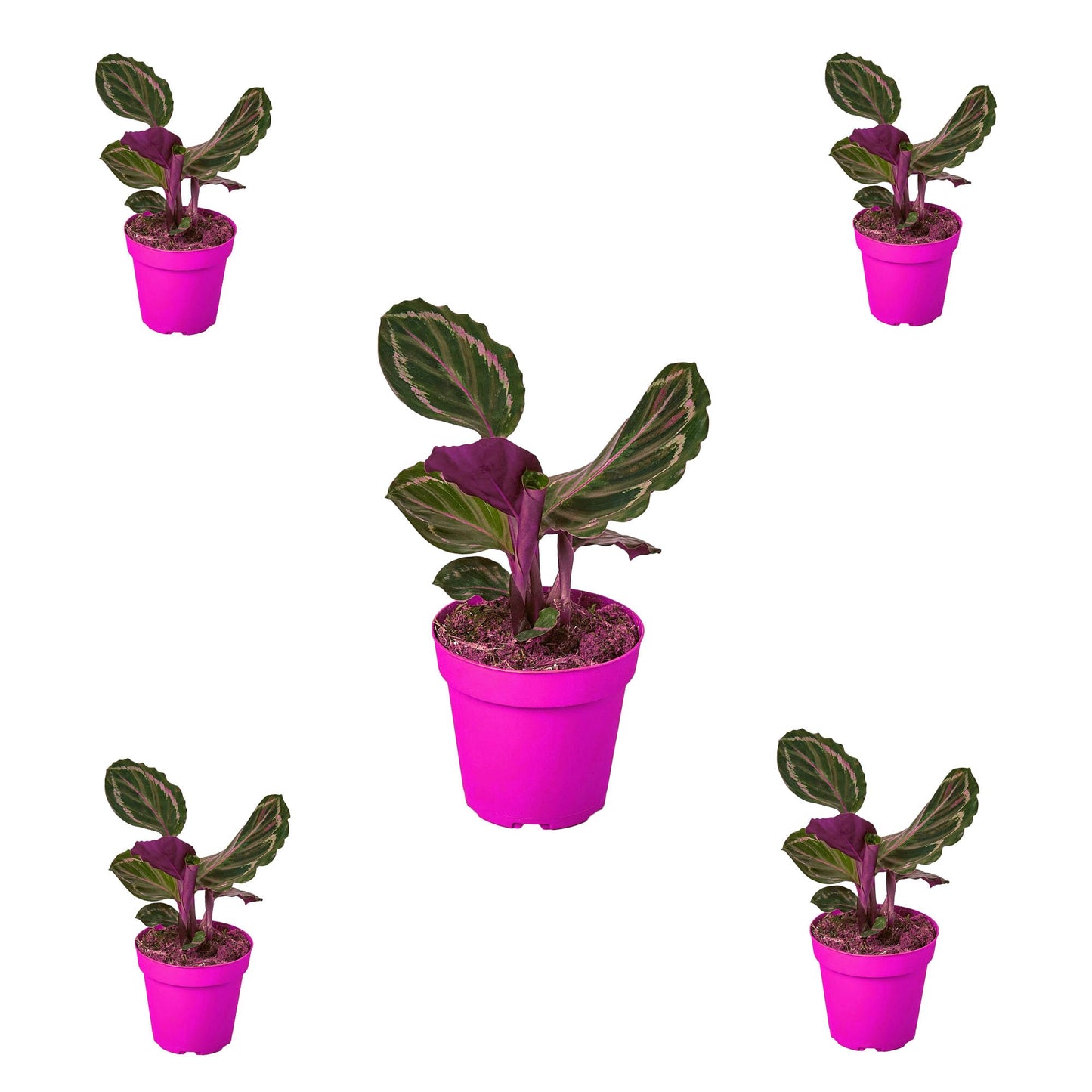 5 Pack Calathea Roseopicta 'Medallion' in 4in Pot - Live Plants Tropical Houseplants | Variegated | USA Growers | The Snobby Leaf