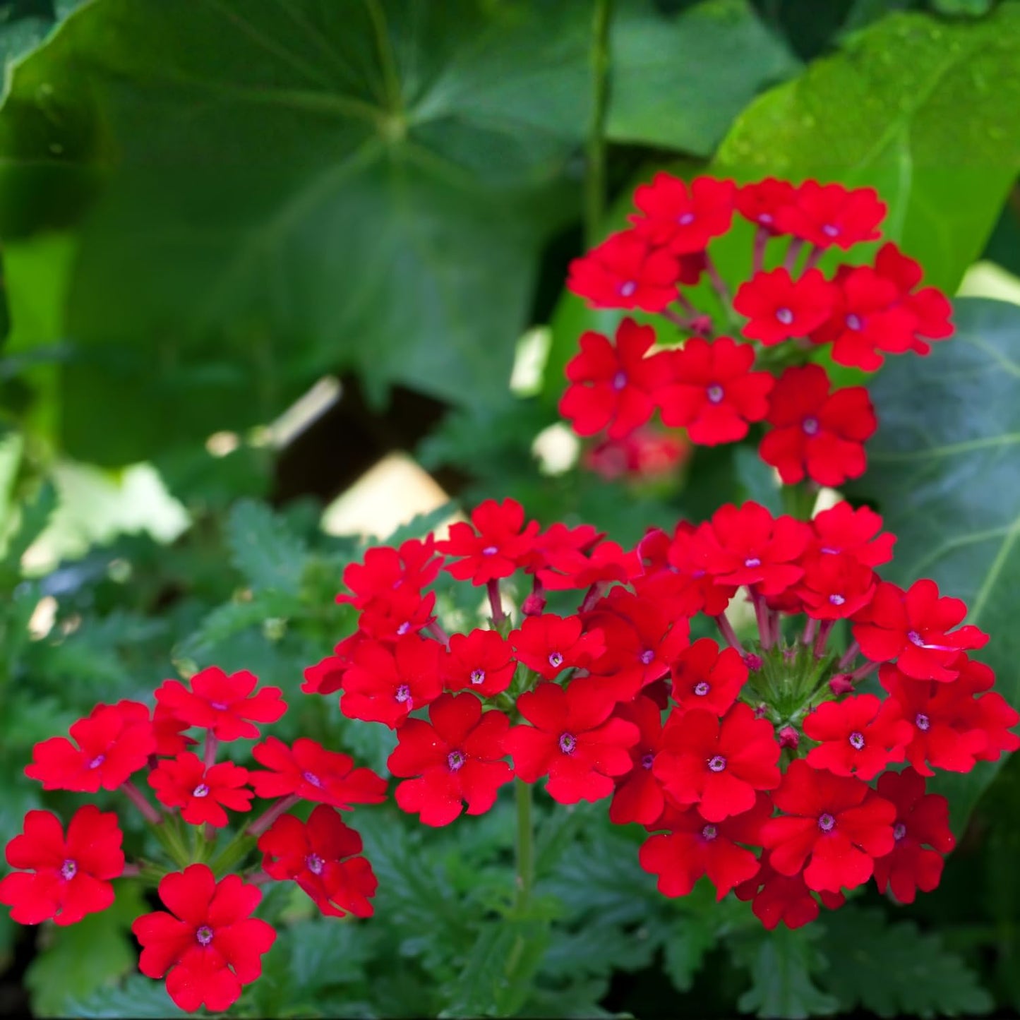 Red Verbena Plants, 4 Inch Pot, 4-6" Tall Perennial Live Verbena Flowers Plant for Groundcover, Outdoor Garden