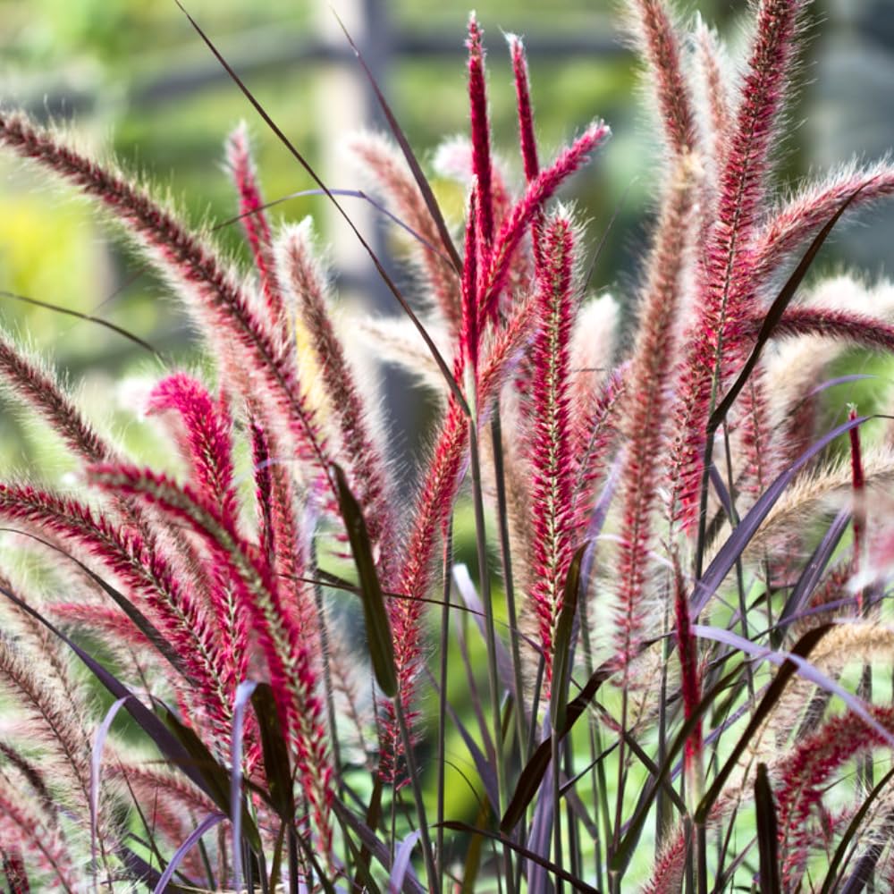 2 Red Fountain Grass Plants Live, Deep Burgundy Ornamental Grass Live Plants for Planting, 4-7" Tall, Well Rooted