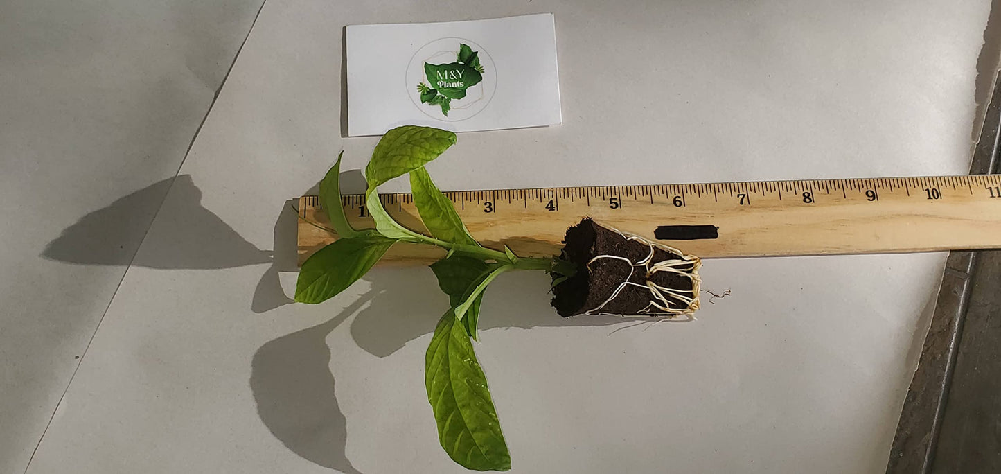 2-Live Passiflora quadrangularis 'Giant Grandilla' Starter Plants (Unable to Ship to:AZ, AK, HI, OR, PR)