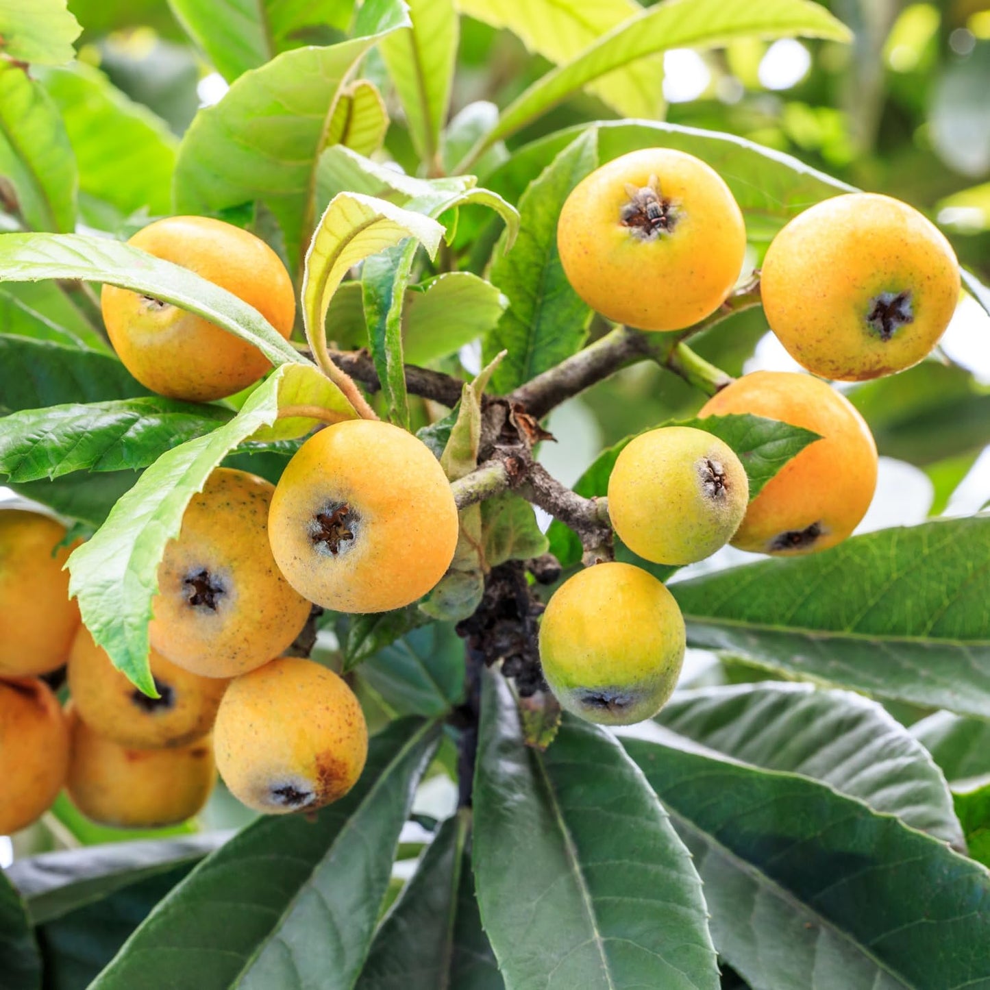 Loquat Tree, 10-14" Tall, Half-Gallon Pot, Loquat Trees Live Plants for Home Garden Planting, Well-Rooted Fruit Tree Plant