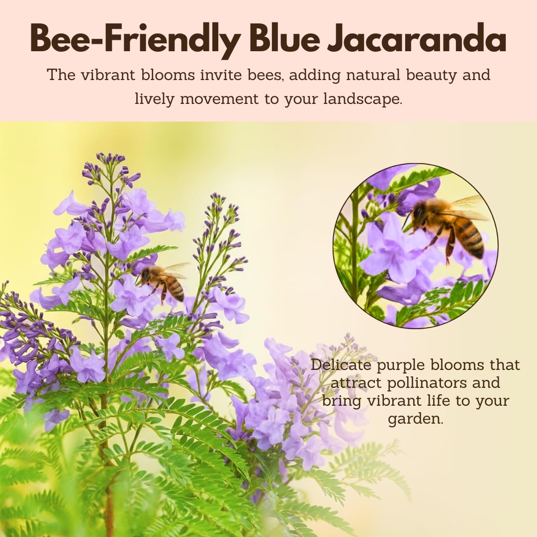 MyShelfie Jacaranda Tree Bonsai Starter Kit for Beginners - Gifts for Men Who Have Everything, Unique Gifts for Women, Small Bonsai Tree with Ceramic Pot, Easy to Grow and Maintain