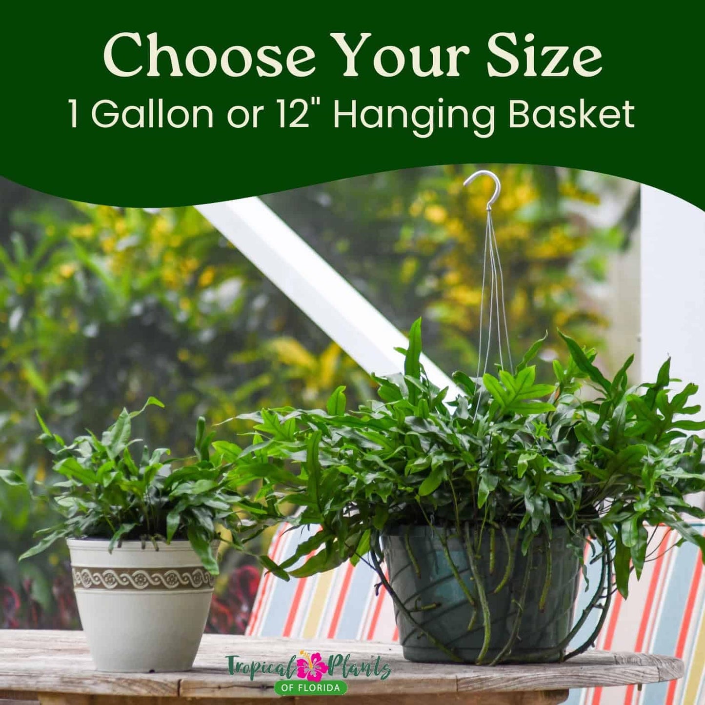 Kangaroo Fern Plant - Live Fern Green Foliage - Overall Height 18inch to 22inch - 1 Gallon Pot - Tropical Plants of Florida (Plant + Fertilizer)