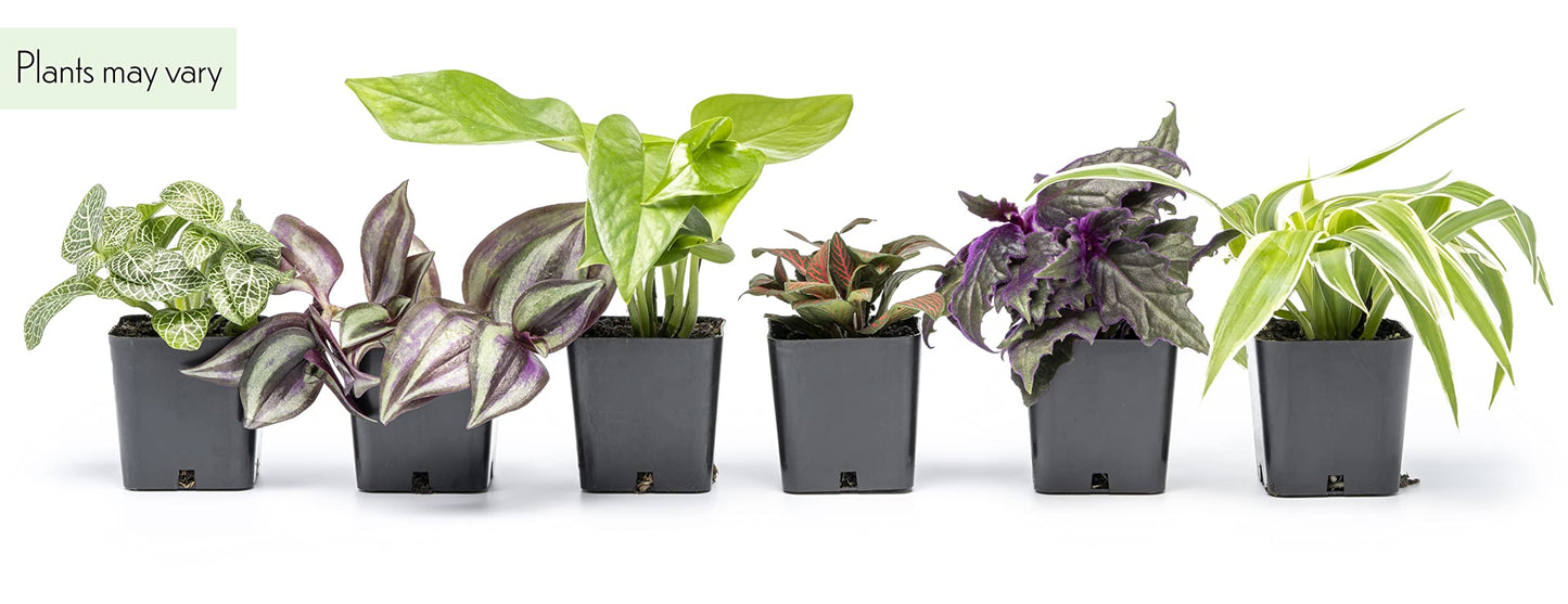 Altman Plants Live Houseplants (6PK), Indoor Plants for Delivery Prime, Live Plants & Essential Houseplant Collection (4PK) Live Plants Indoor Plants Live Houseplants in Plant Pots, Easy House