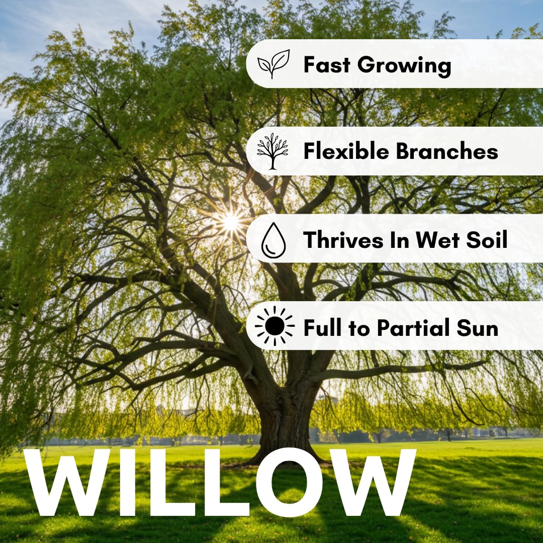 4 Bright Green Weeping Willow Cuttings - Grow 4 Trees - Wisconsin Weeping Willow Root Stock - Fast Growing – Easy to Grow Outdoor Trees – Shade, Privacy Screen, Backyard Landscaping