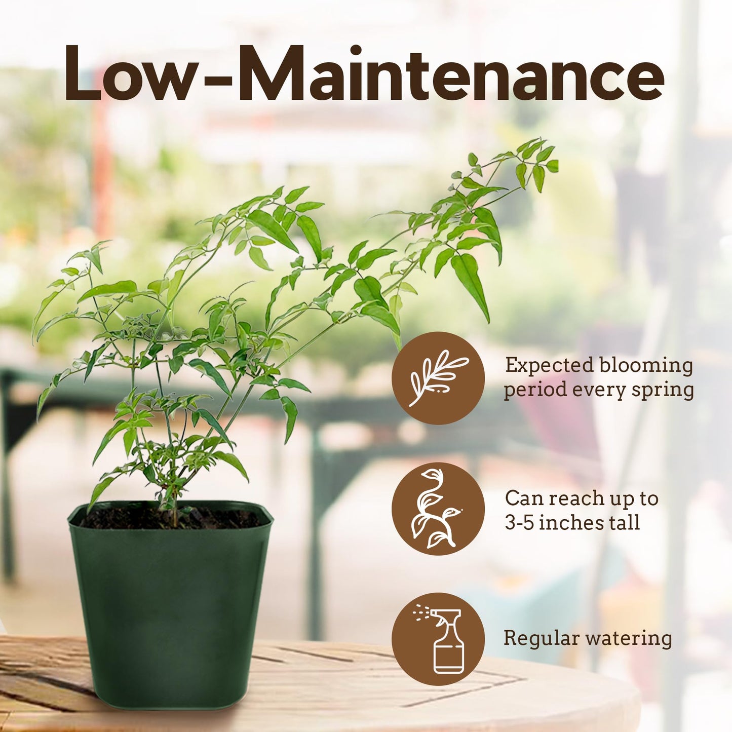 My Shelfie - Mini Pink Jasmine Plant Vine, Jasmine Plant Starter in 2-Inch Pot, Live Plants Outdoor Setting, Jasmine Plant Live Grows to 3-5 Inches, Pet-Friendly, 3-Piece