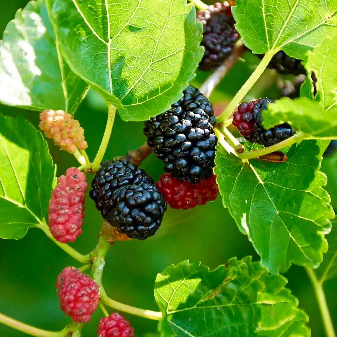 Live Plant - Mulberry (Morus) Tropical Fruit Tree 1’-2’